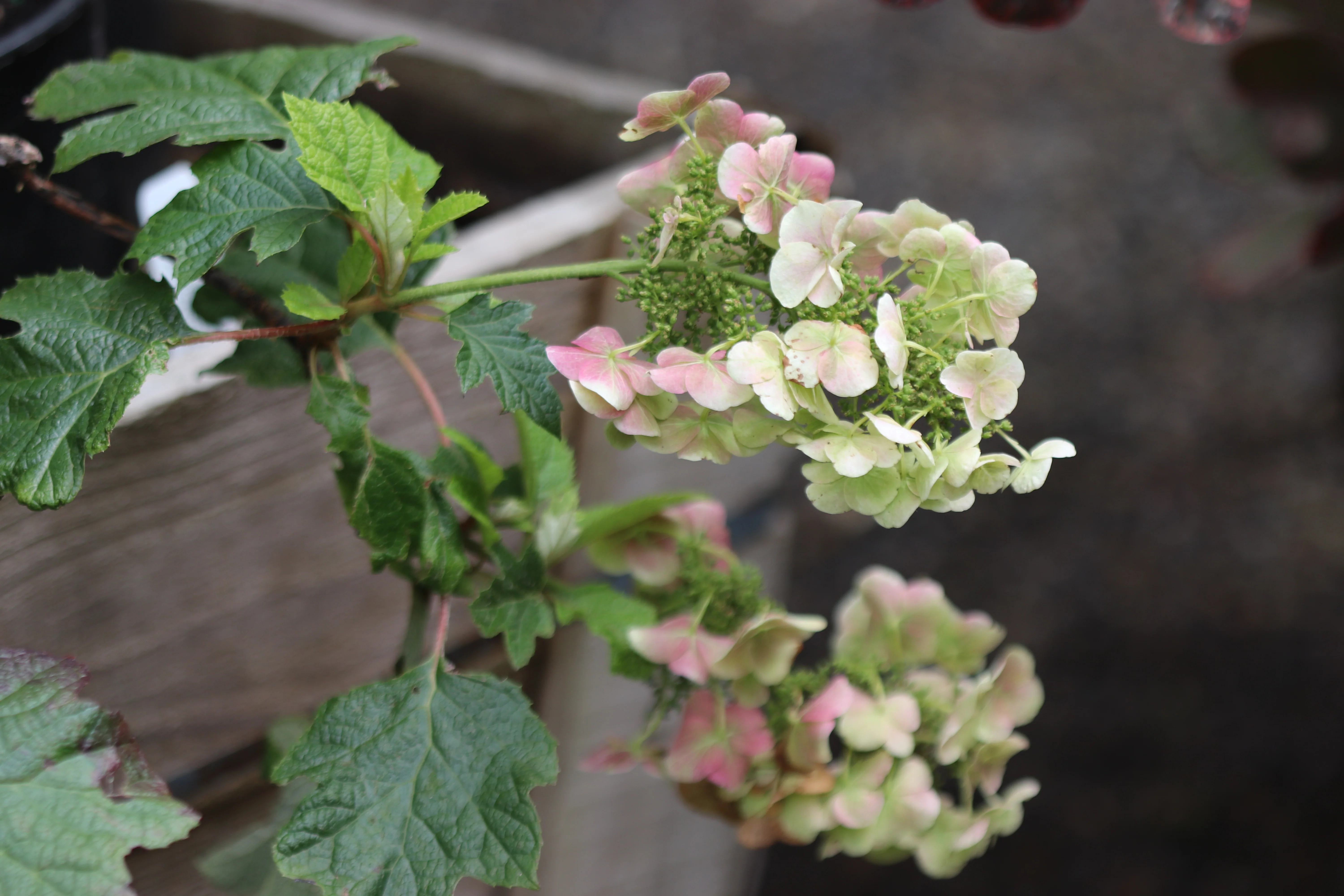 *RETAIL - Hydrangea quercifolia 'Ruby Slippers' - Image 3