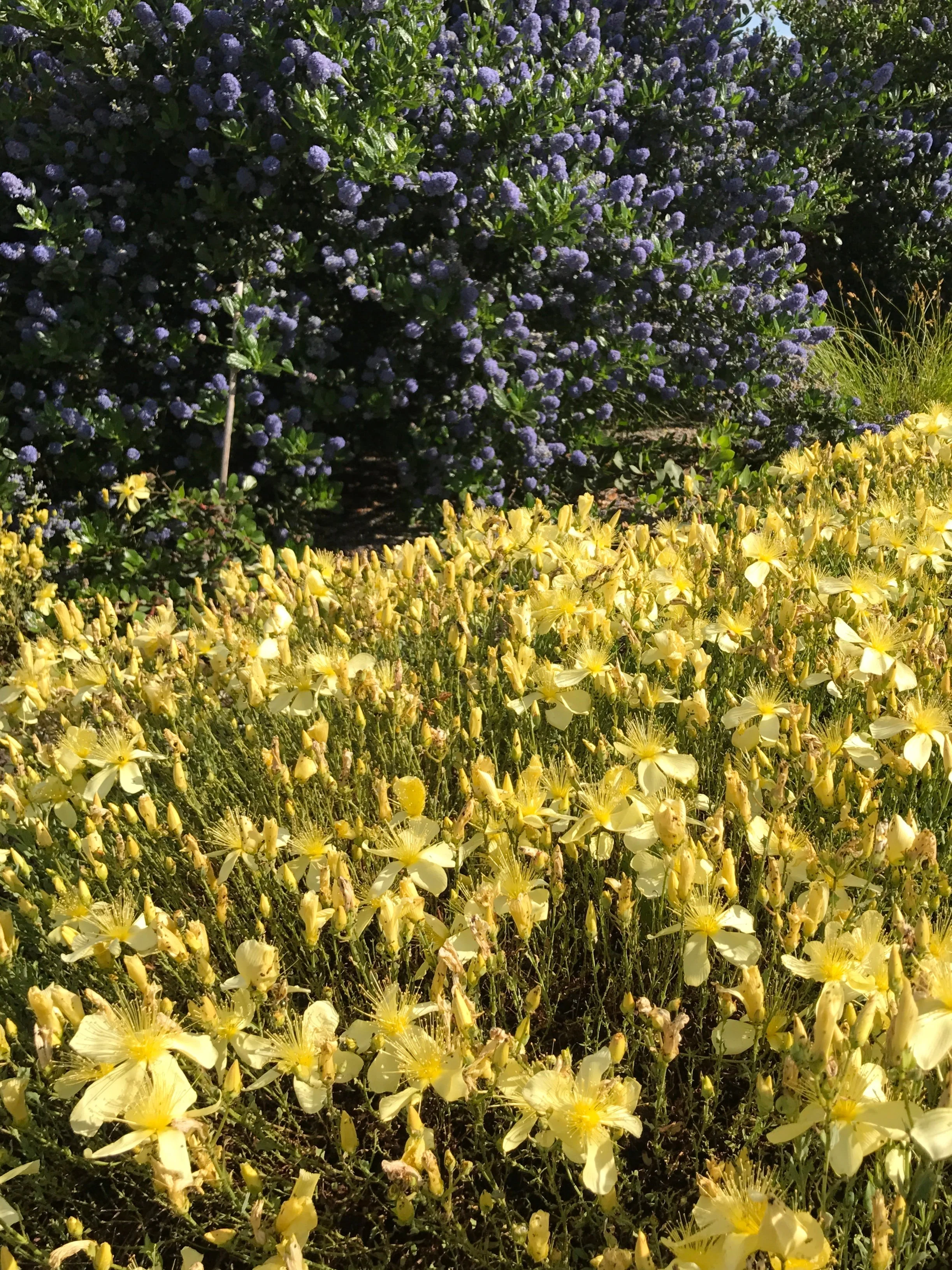*RETAIL - Hypericum olympicum var. citrinum - Image 2