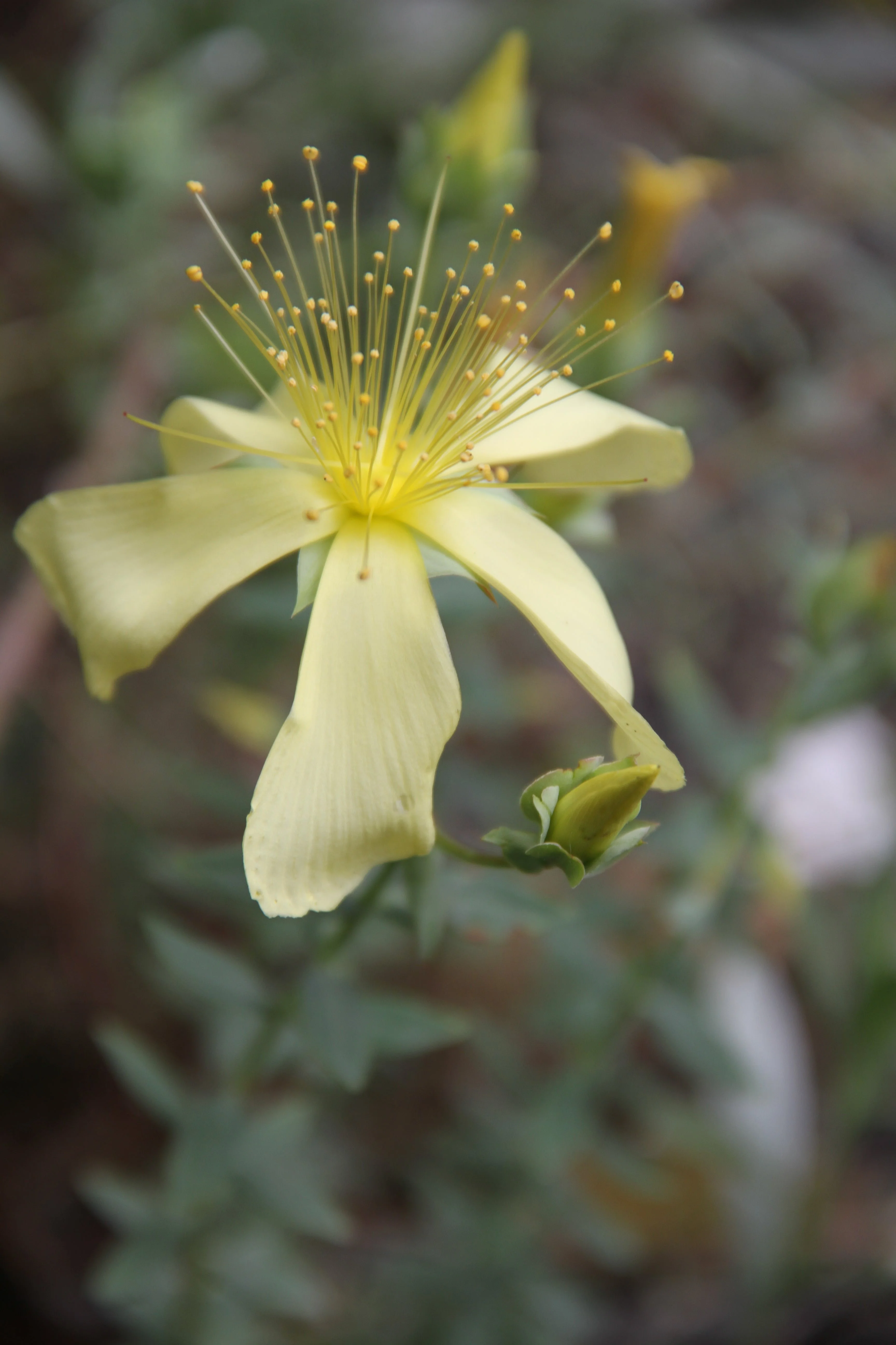 *RETAIL - Hypericum olympicum var. citrinum - Image 3