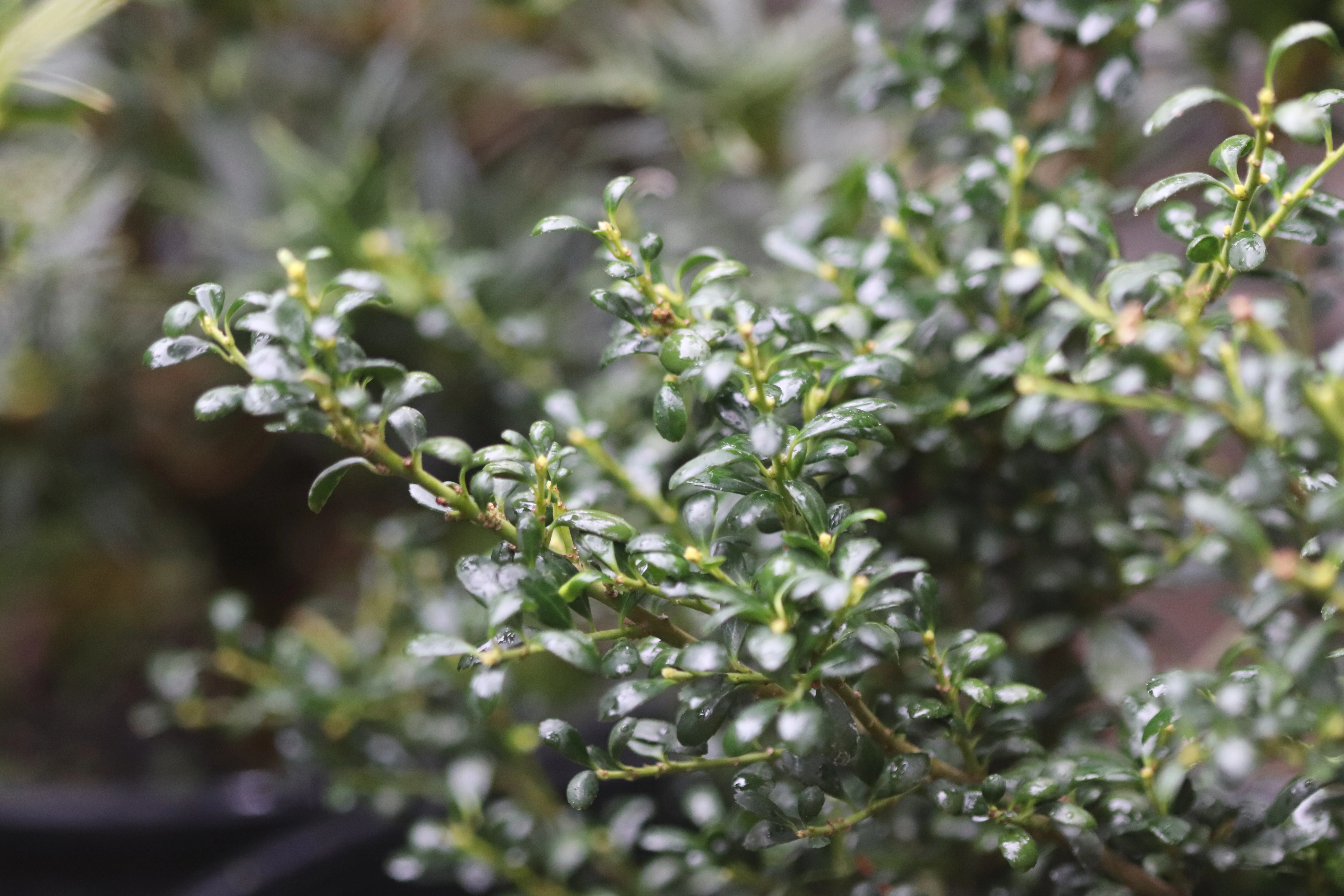 *RETAIL - Ilex crenata 'Geisha' - Image 2