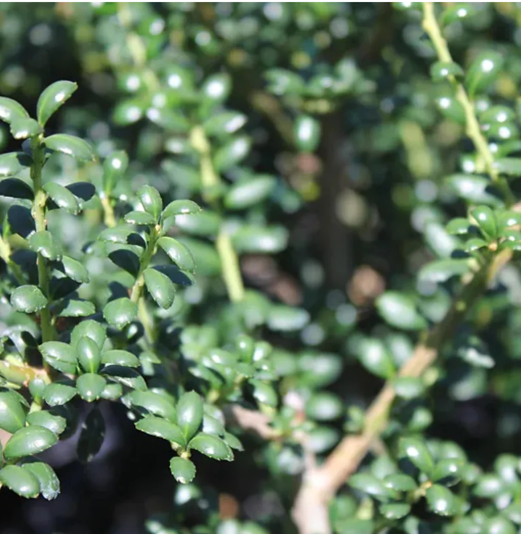 *RETAIL - Ilex crenata 'Geisha' - Image 3