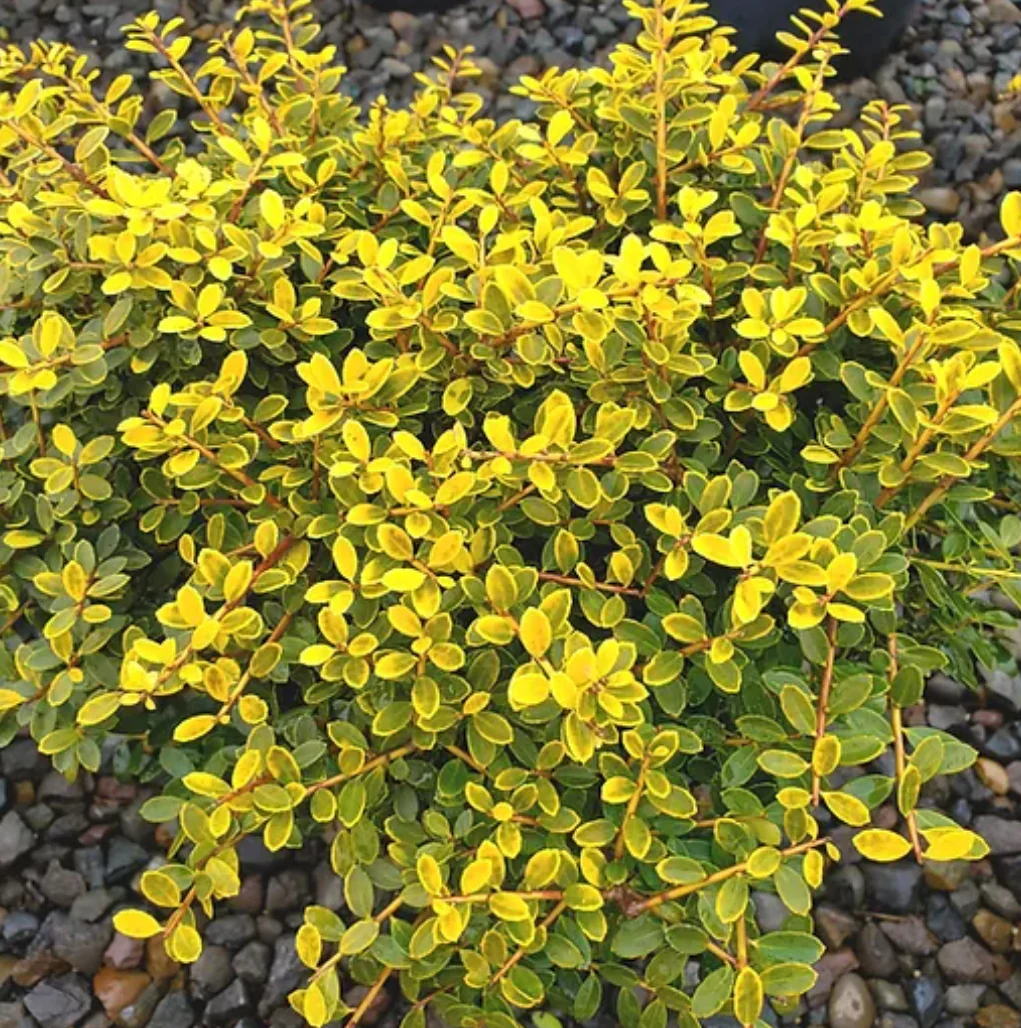 *RETAIL - Ilex crenata 'Lemon Gem' - Image 2