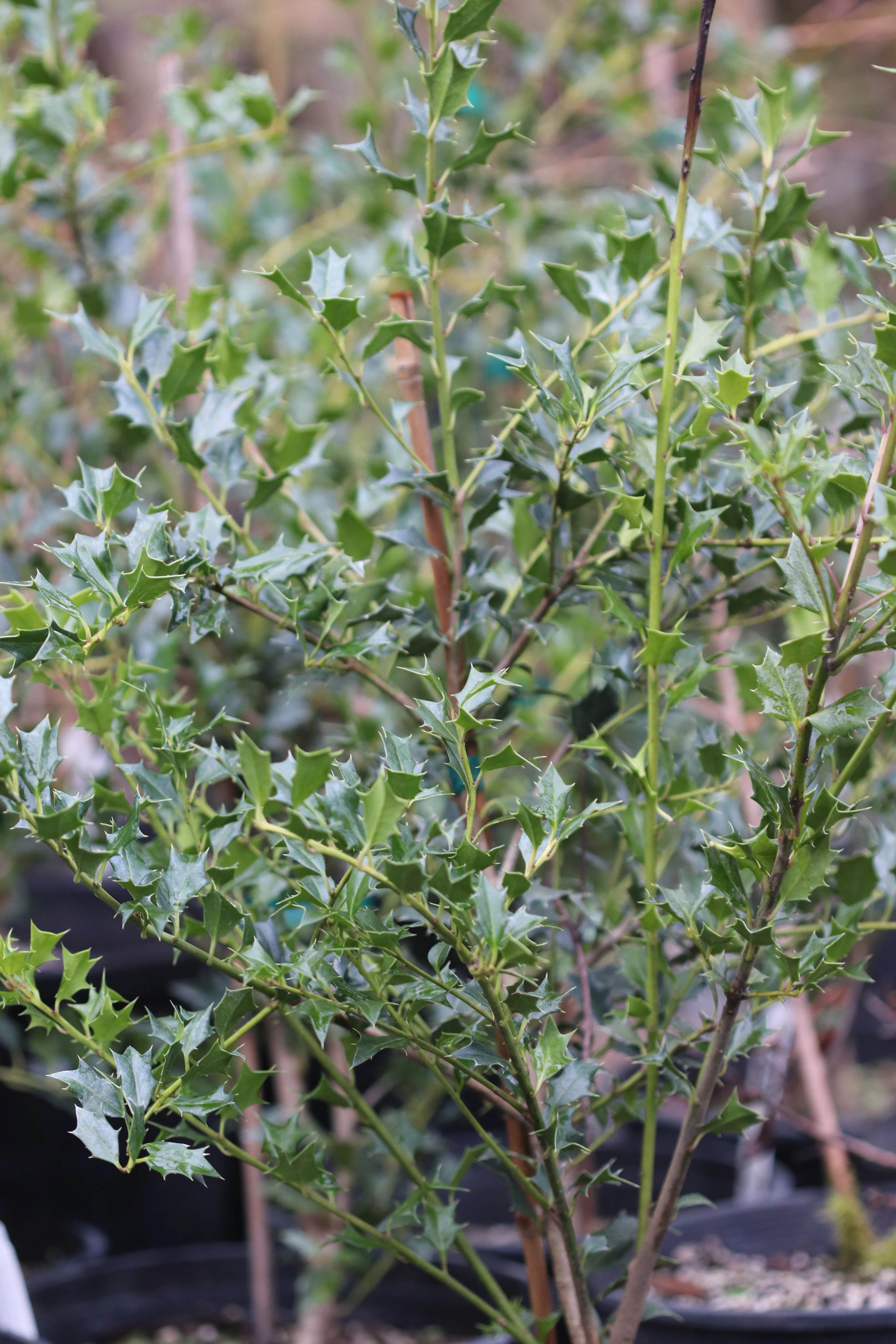 *RETAIL - Ilex dimorphophylla - Image 2