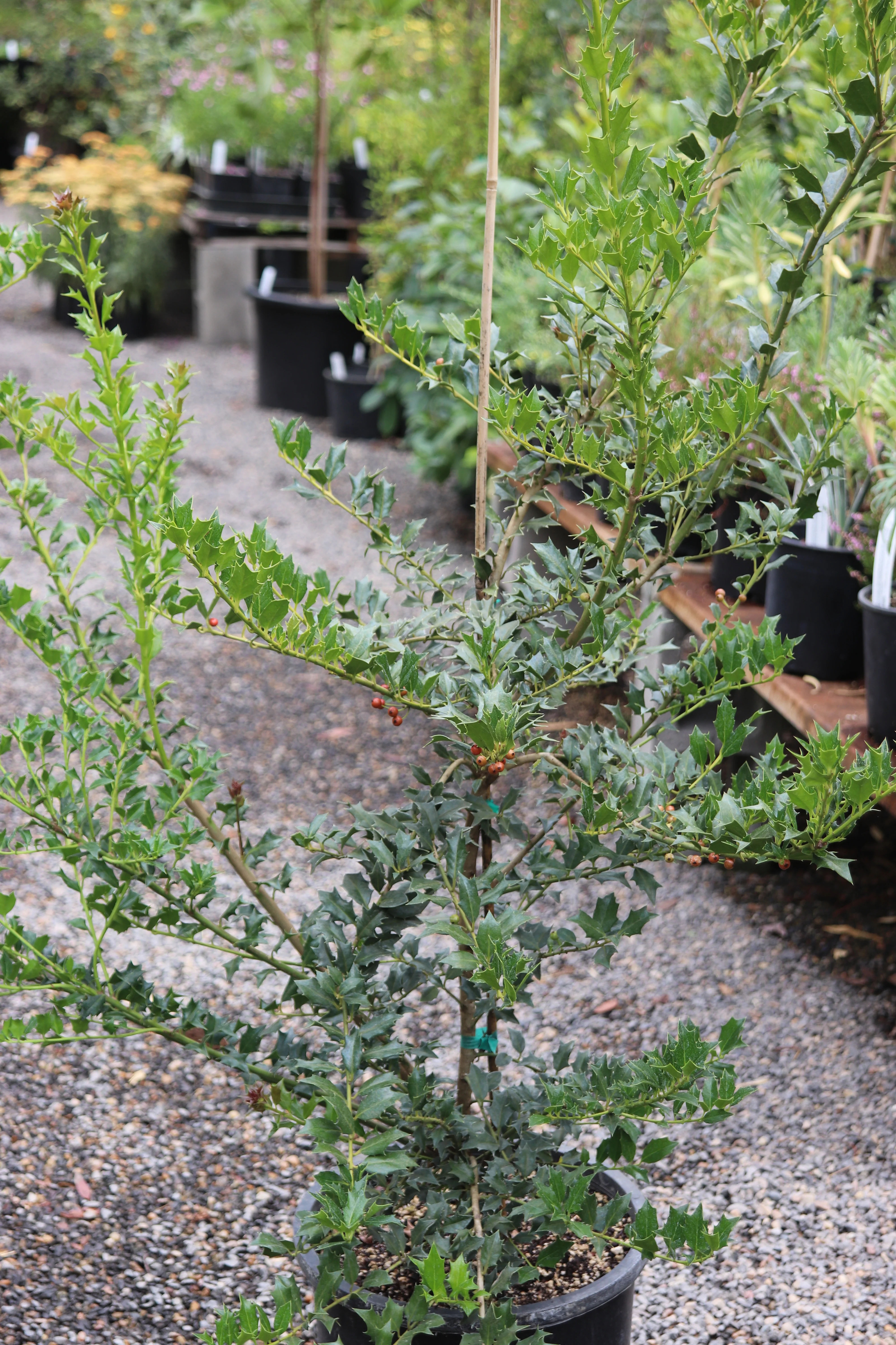 *RETAIL - Ilex dimorphophylla x cornuta - Image 2