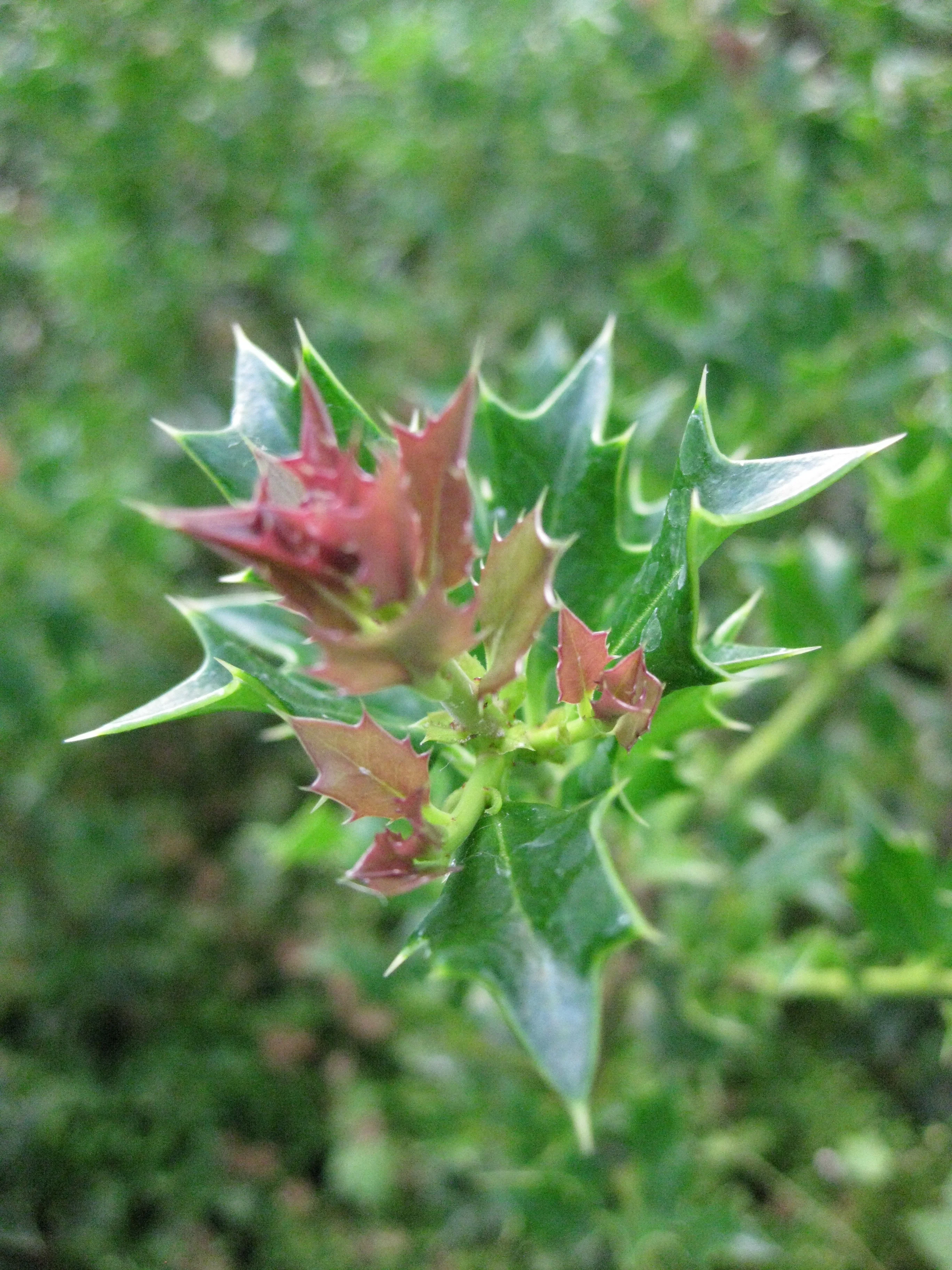 *RETAIL - Ilex dimorphophylla x cornuta - Image 3
