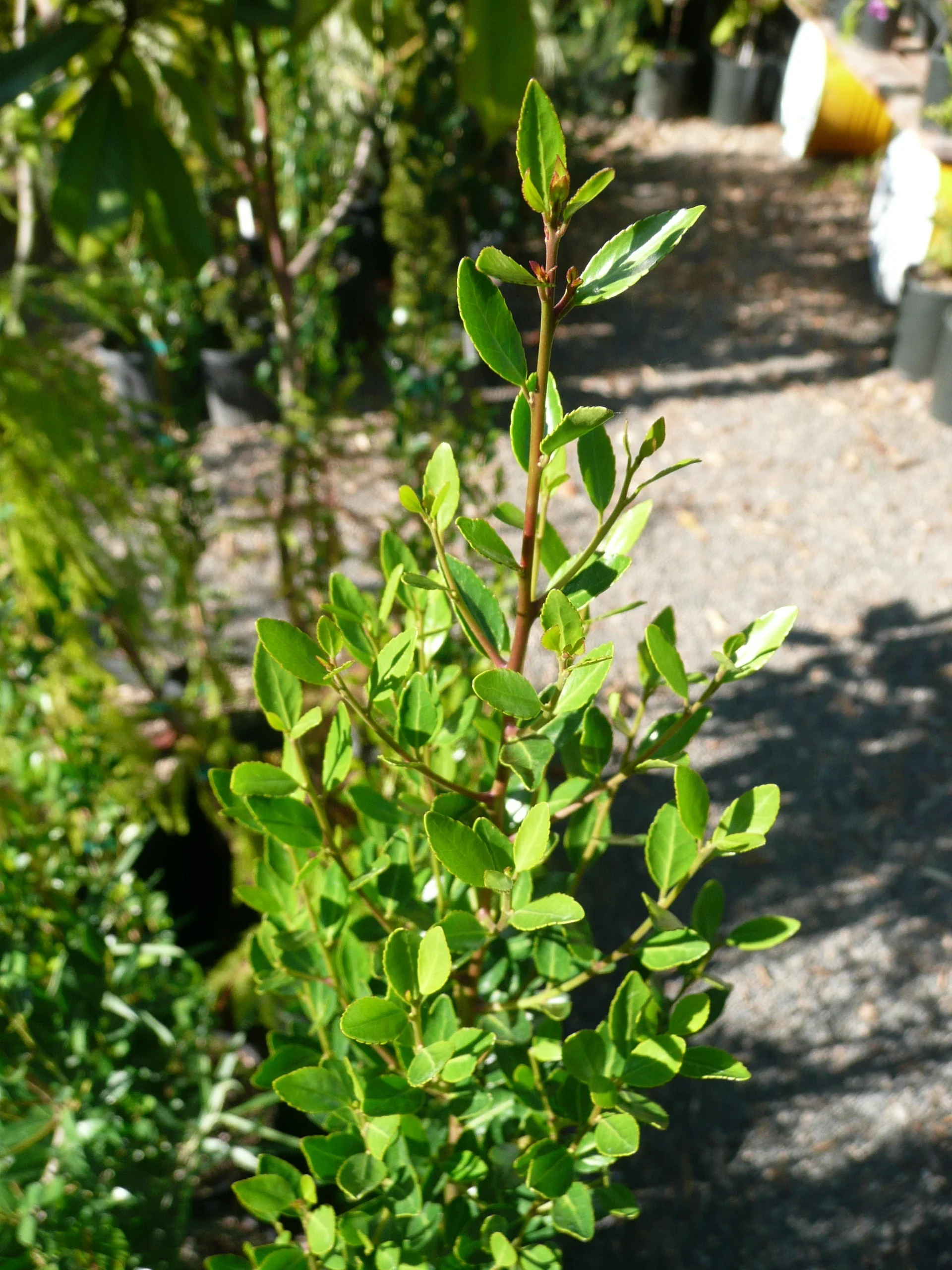 *RETAIL - Ilex vomitoria 'William Fleming' - Image 2