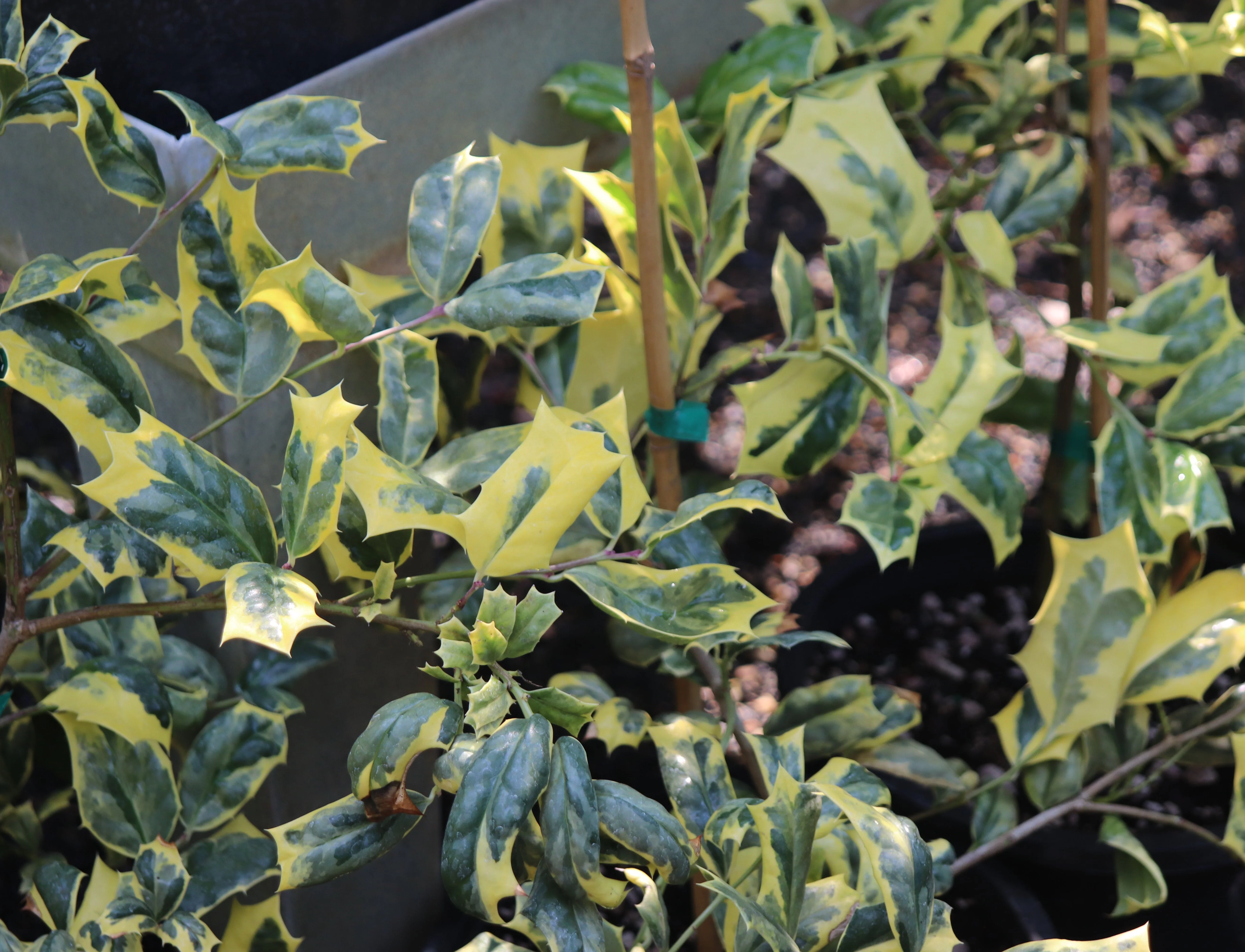 *RETAIL - Ilex x 'Philip Watson' - Image 2