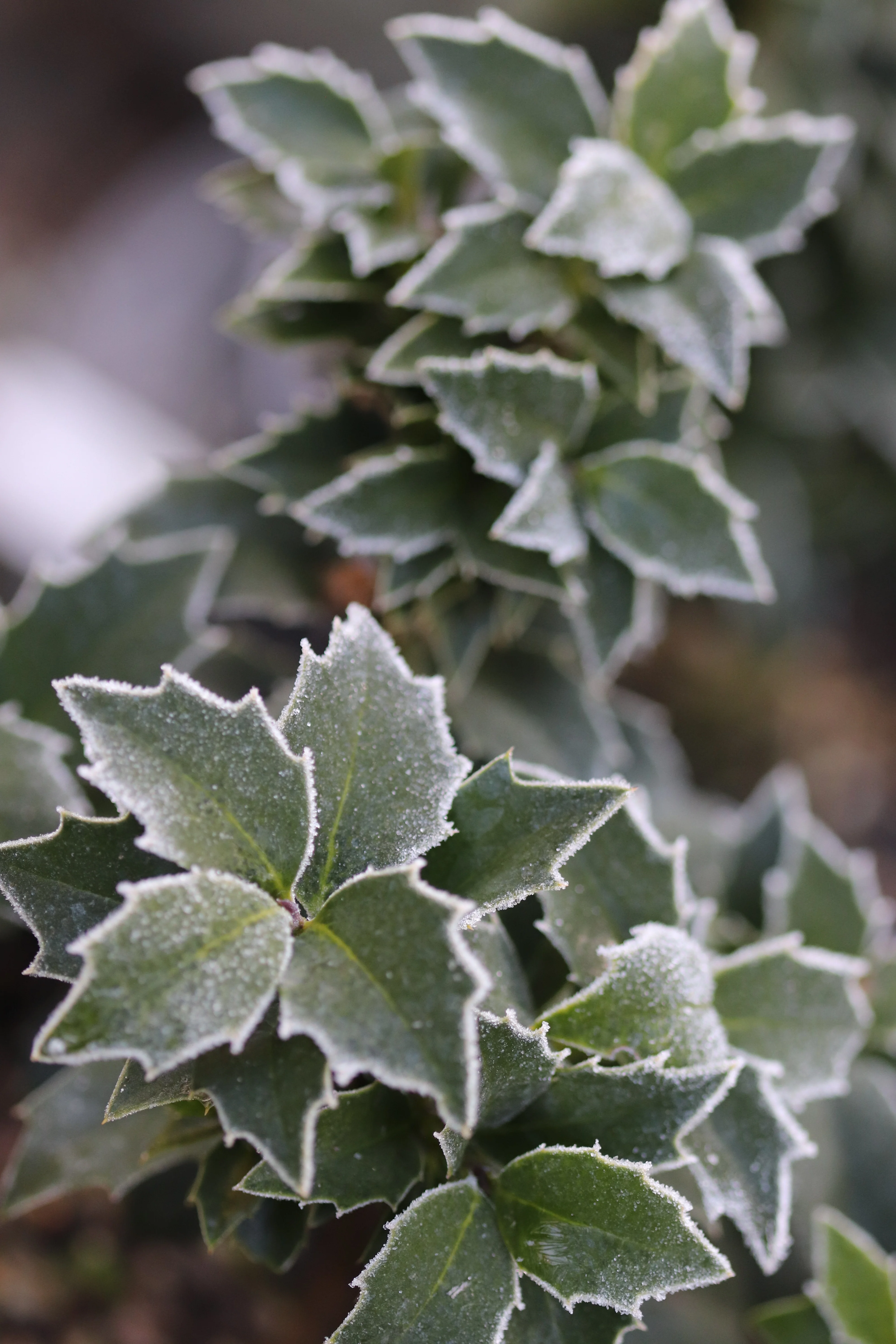 *RETAIL - Ilex x 'Rock Garden' - Image 2
