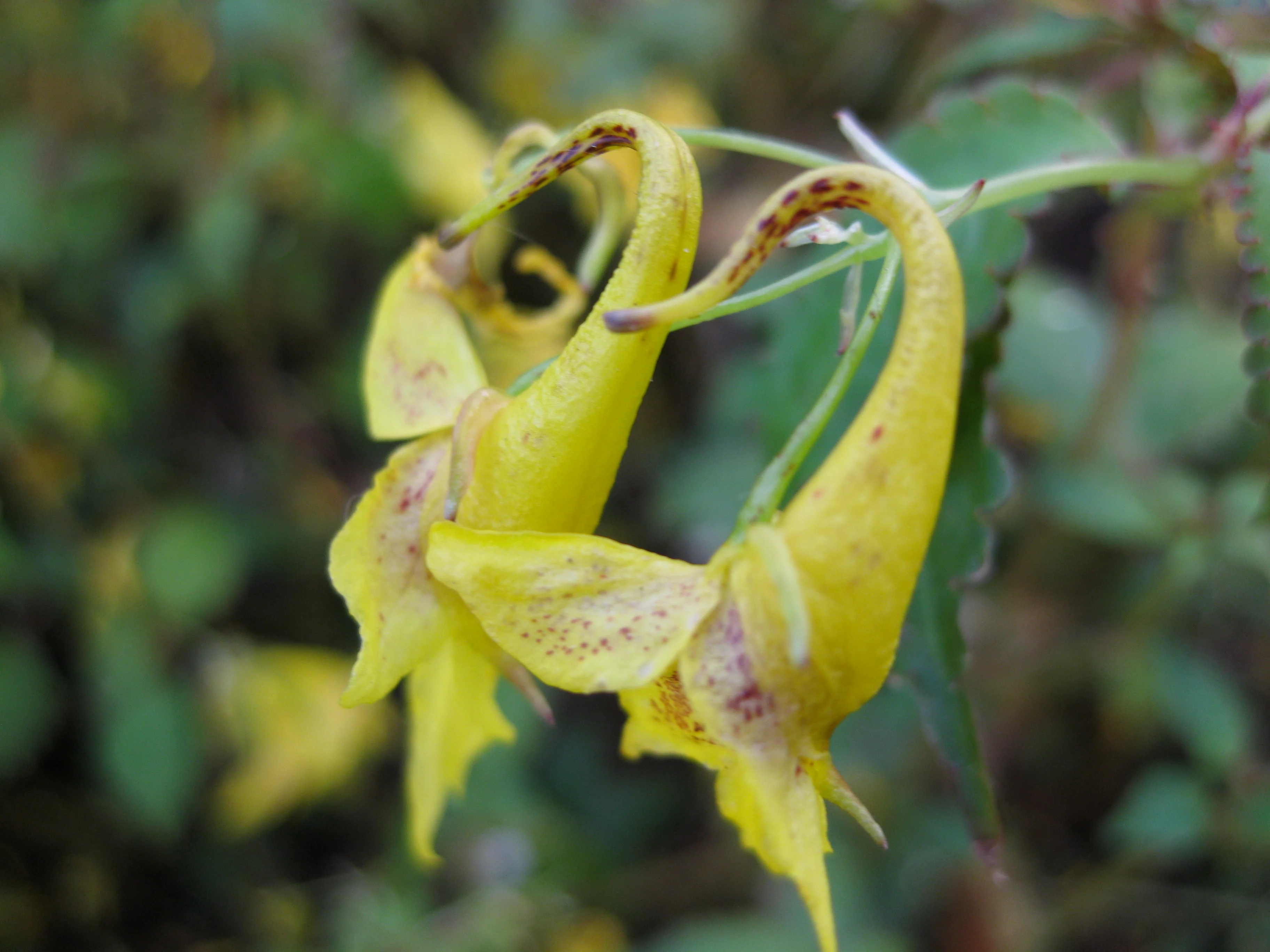 Impatiens stenantha - Image 3