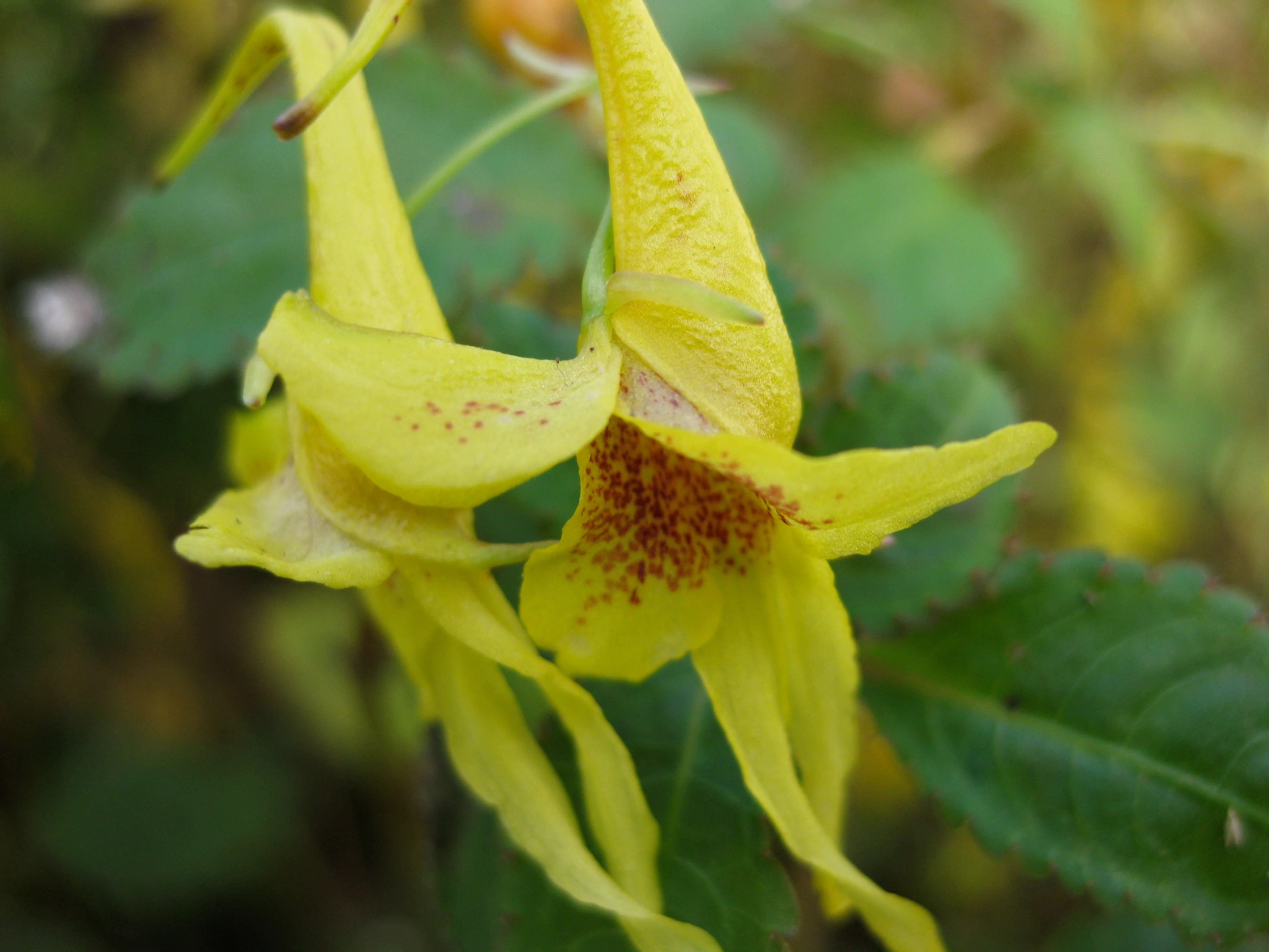 Impatiens stenantha - Image 4