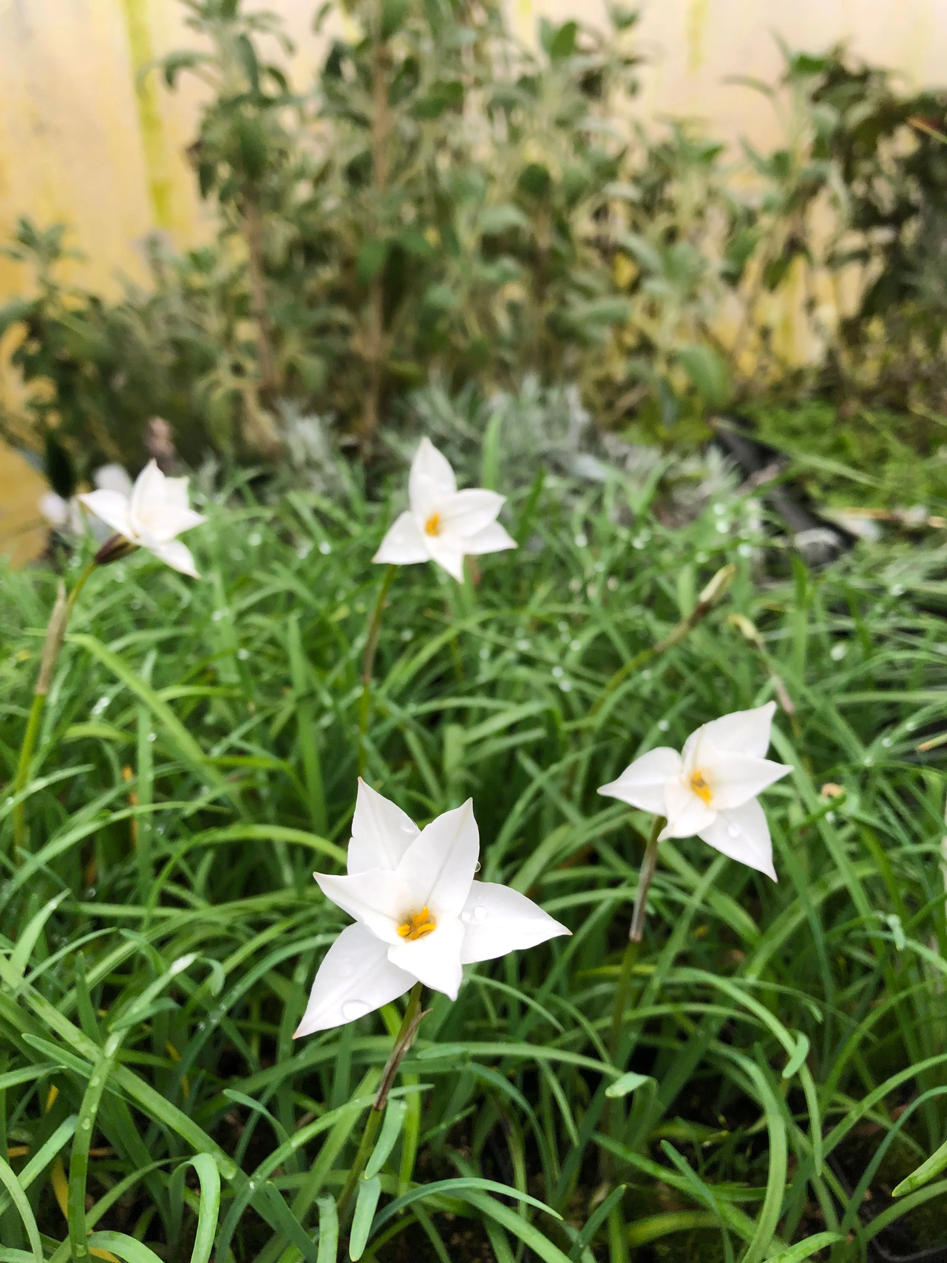 *RETAIL - Ipheion 'Alberto Castillo' - Image 2