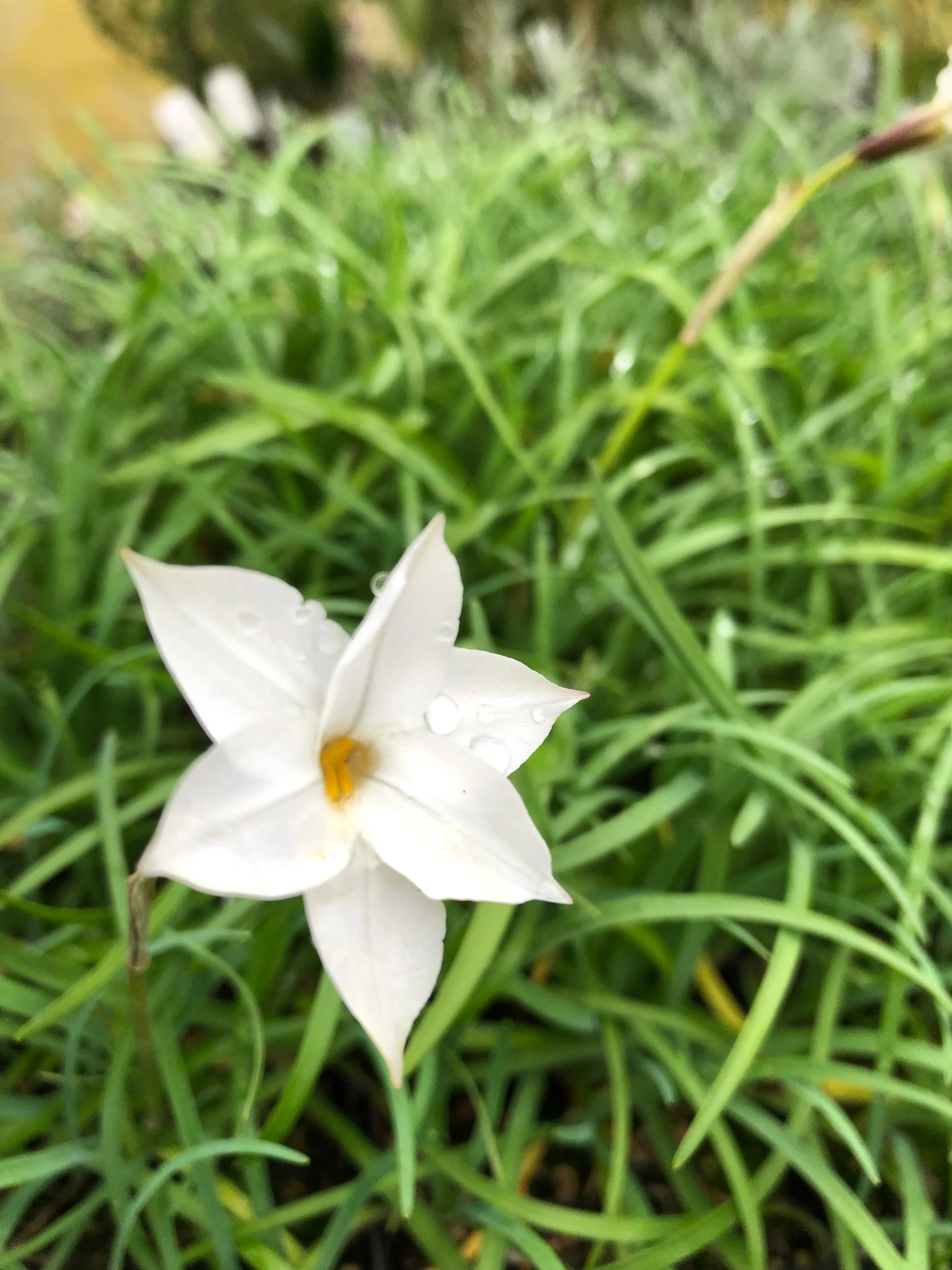*RETAIL - Ipheion 'Alberto Castillo' - Image 3