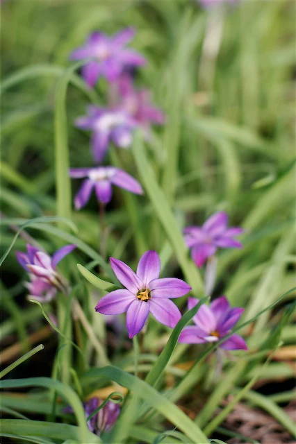 *RETAIL - Ipheion uniflorum 'Froyle Mill'