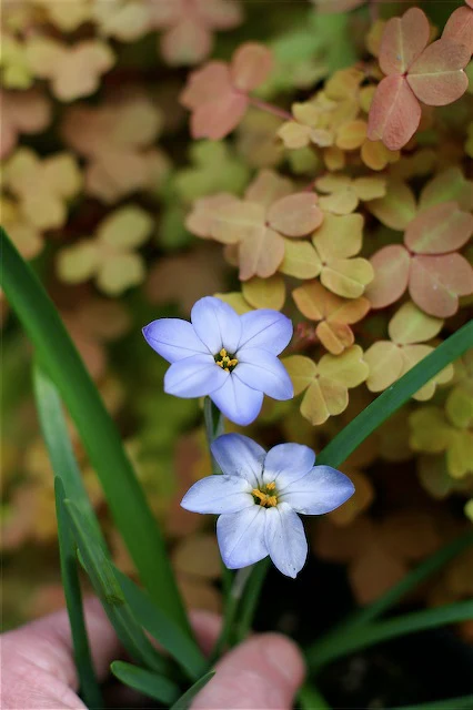 *RETAIL - Ipheion uniflorum 'Rolf Fieldler' - Image 2