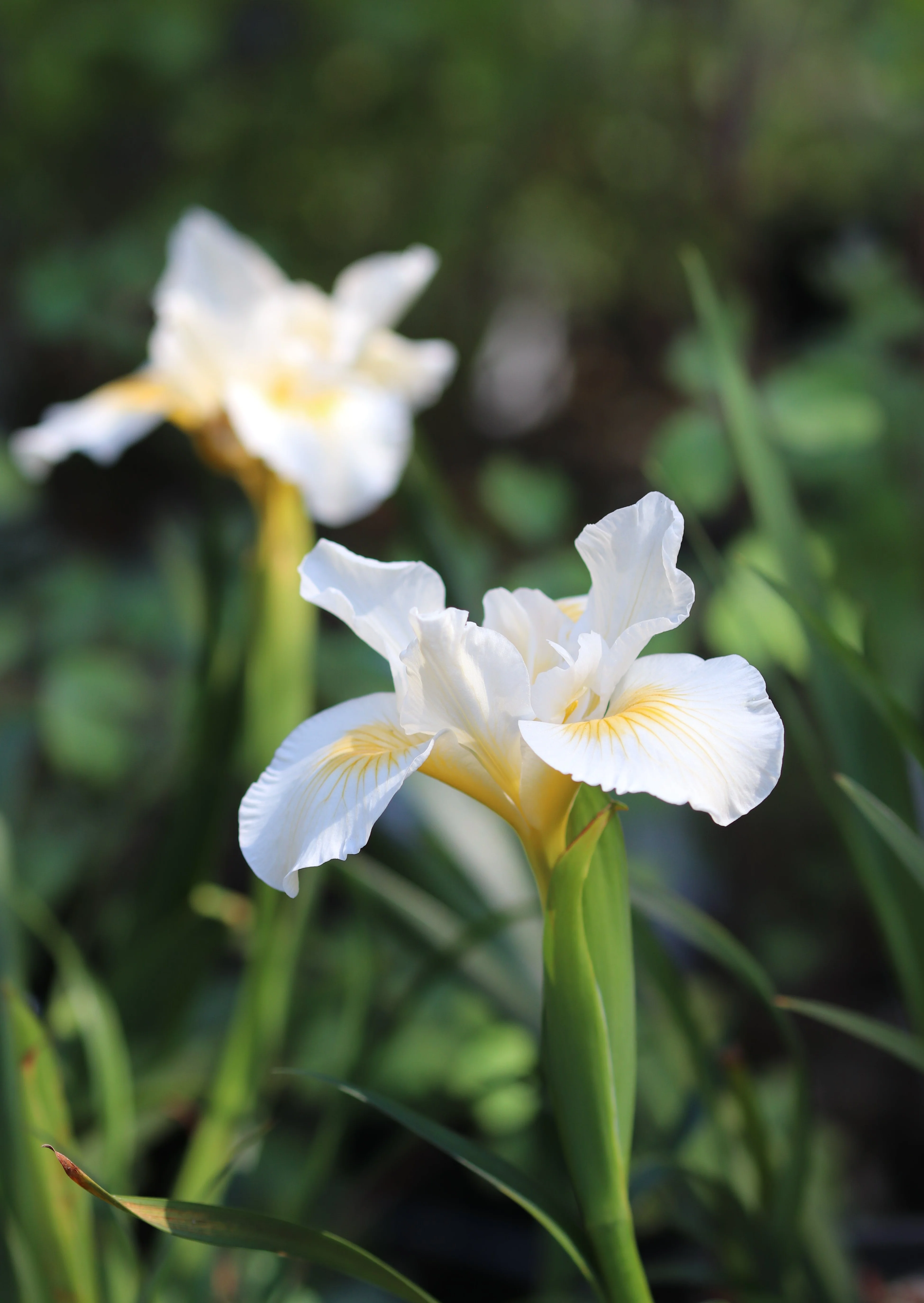 *RETAIL - Iris 'Canyon Snow' [Pacific Coast Hybrid] - Image 2