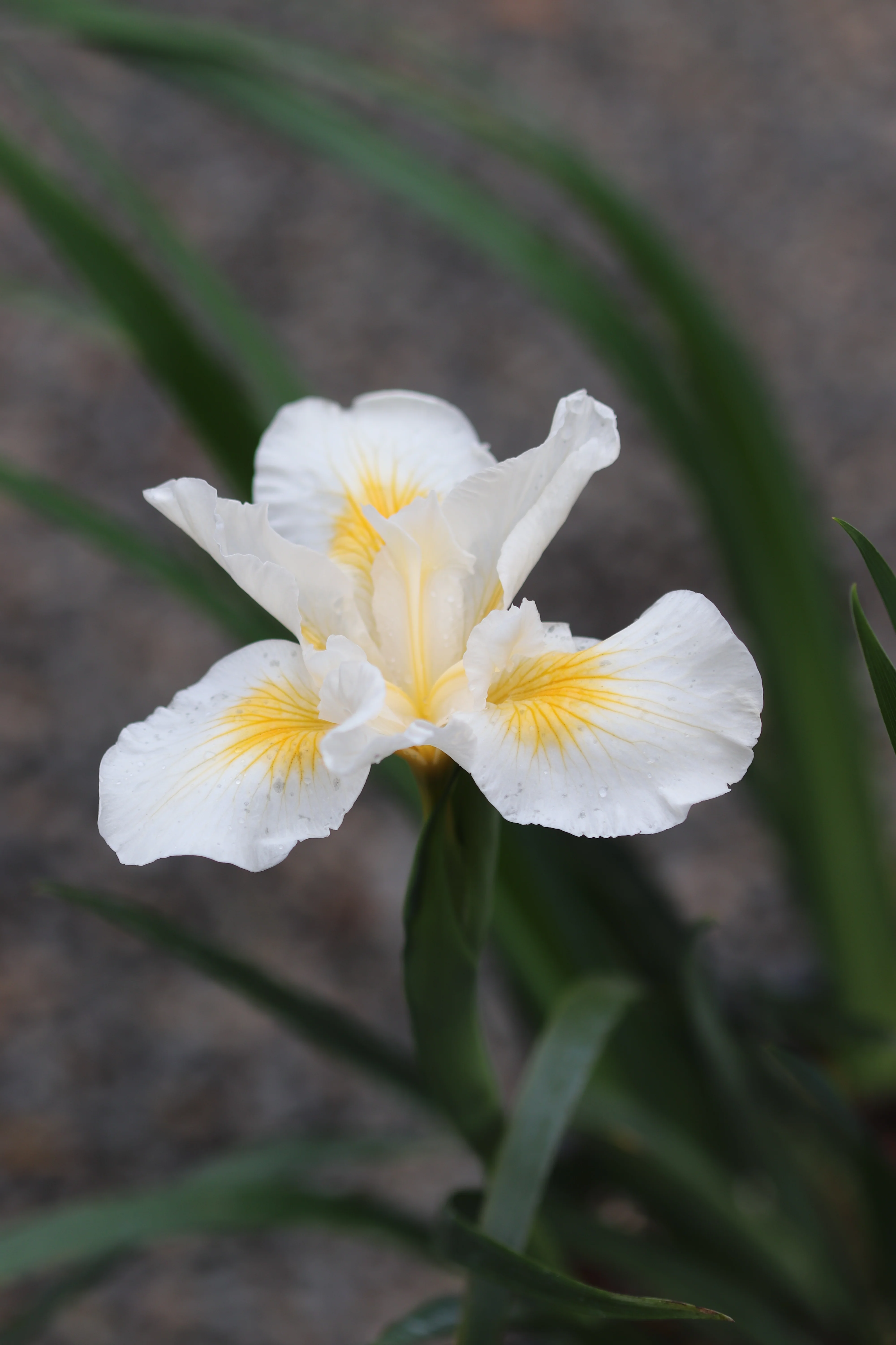 *RETAIL - Iris 'Canyon Snow' [Pacific Coast Hybrid] - Image 3