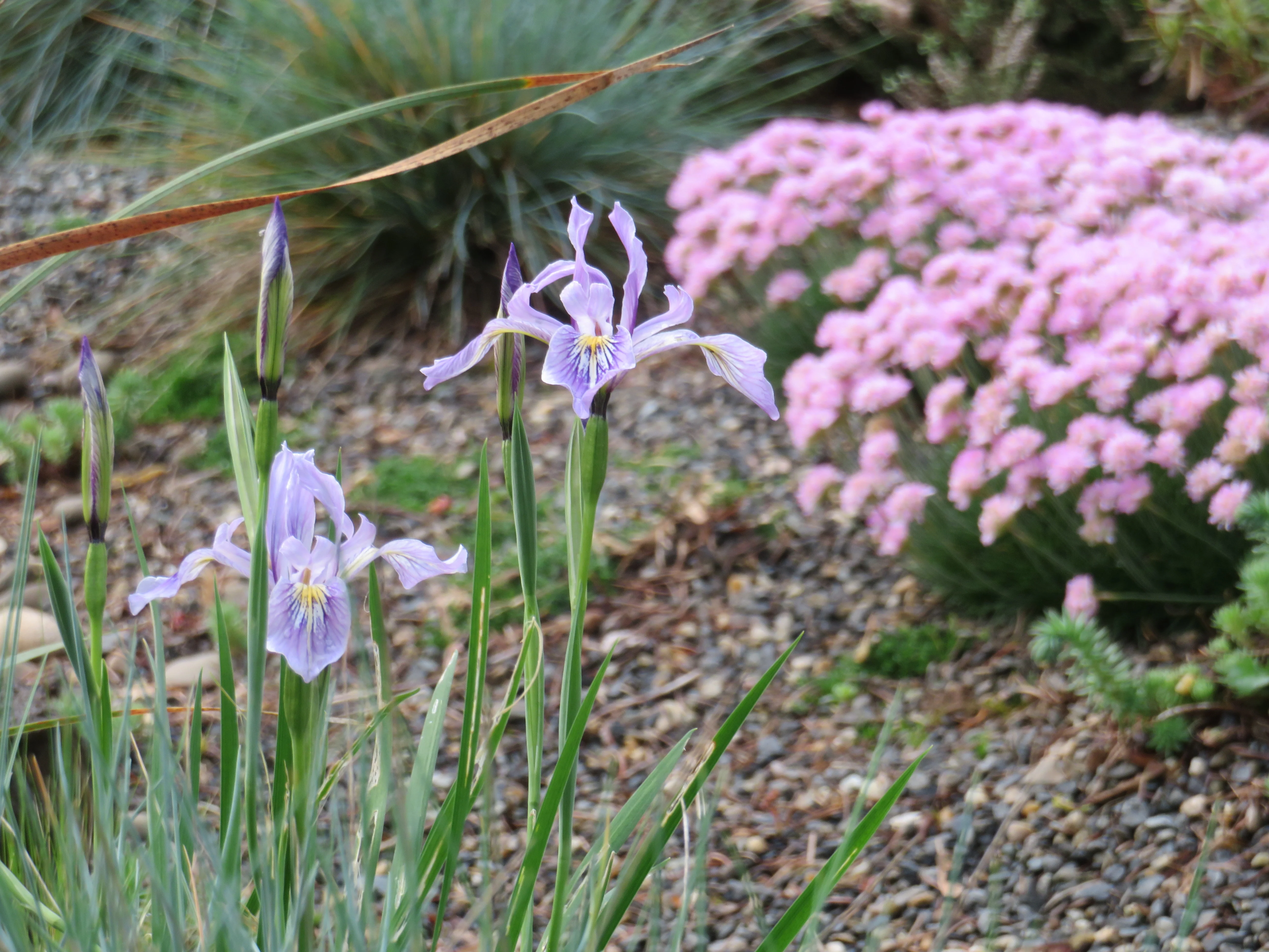 *RETAIL - Iris tenax - Image 2