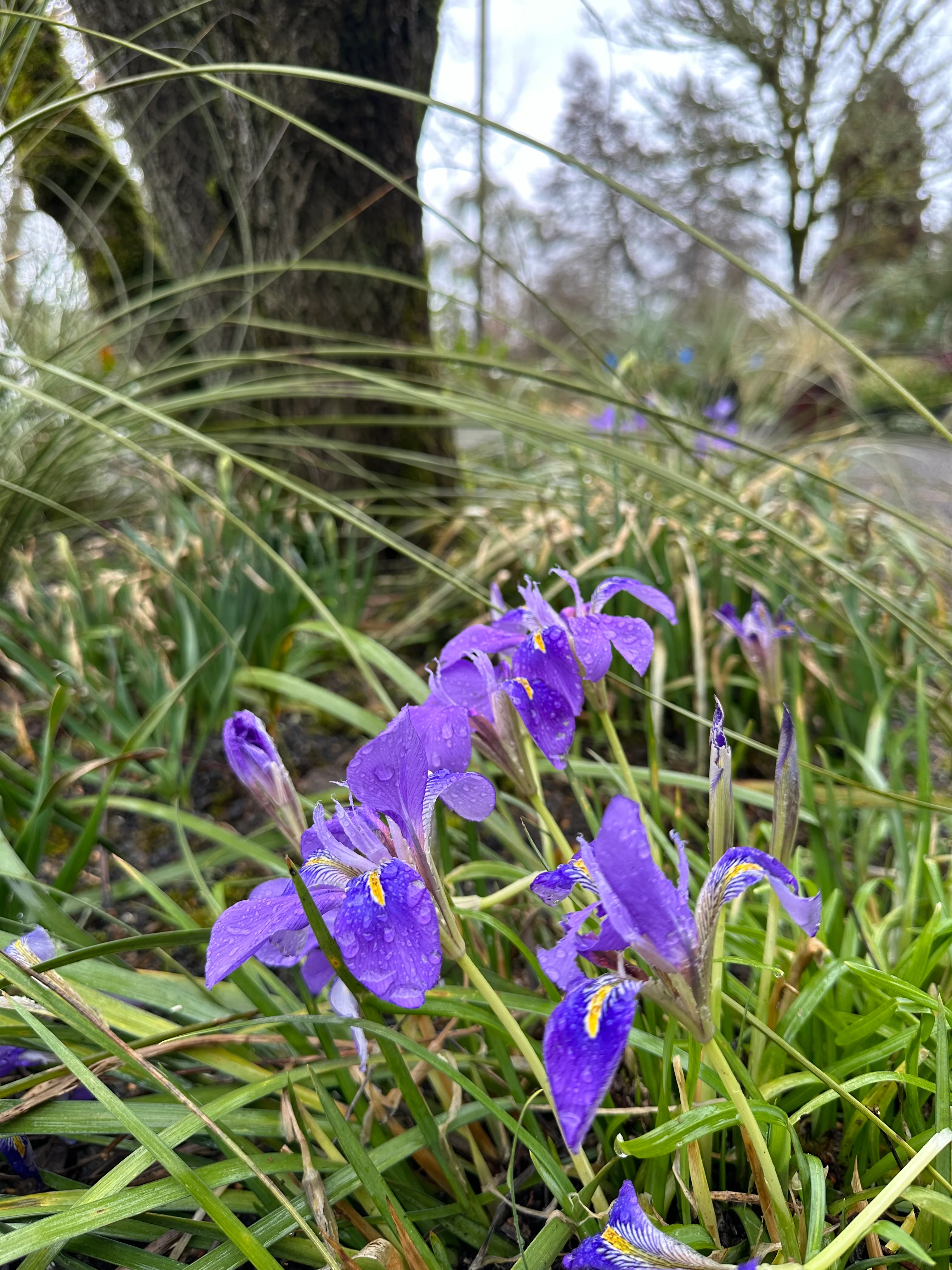 *RETAIL - Iris ungulcularis - Image 2