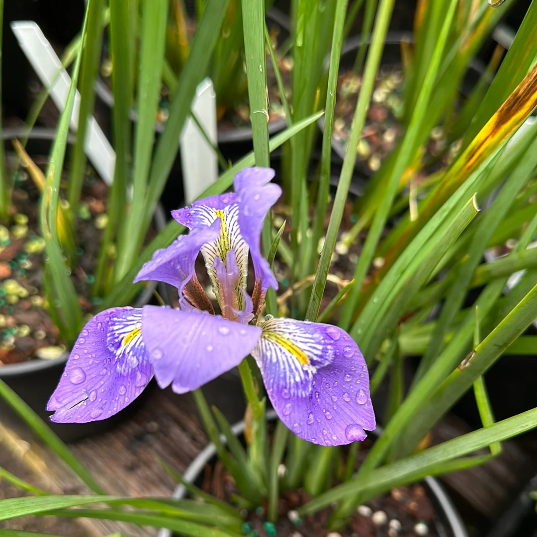 *RETAIL - Iris ungulcularis - Image 3