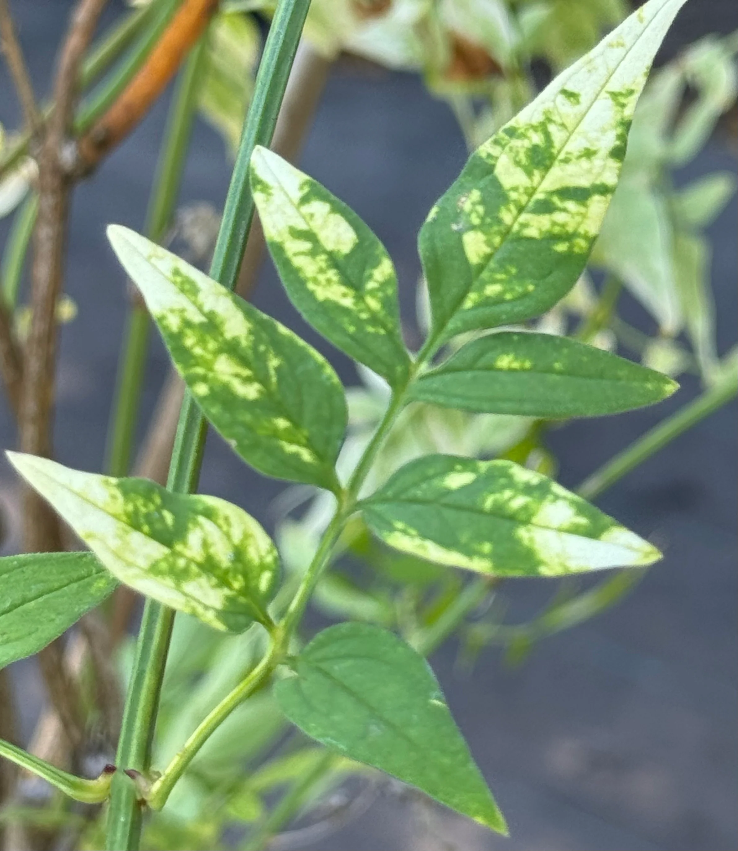 *RETAIL - Jasminum officinale 'Aureovariegatum' - Image 3
