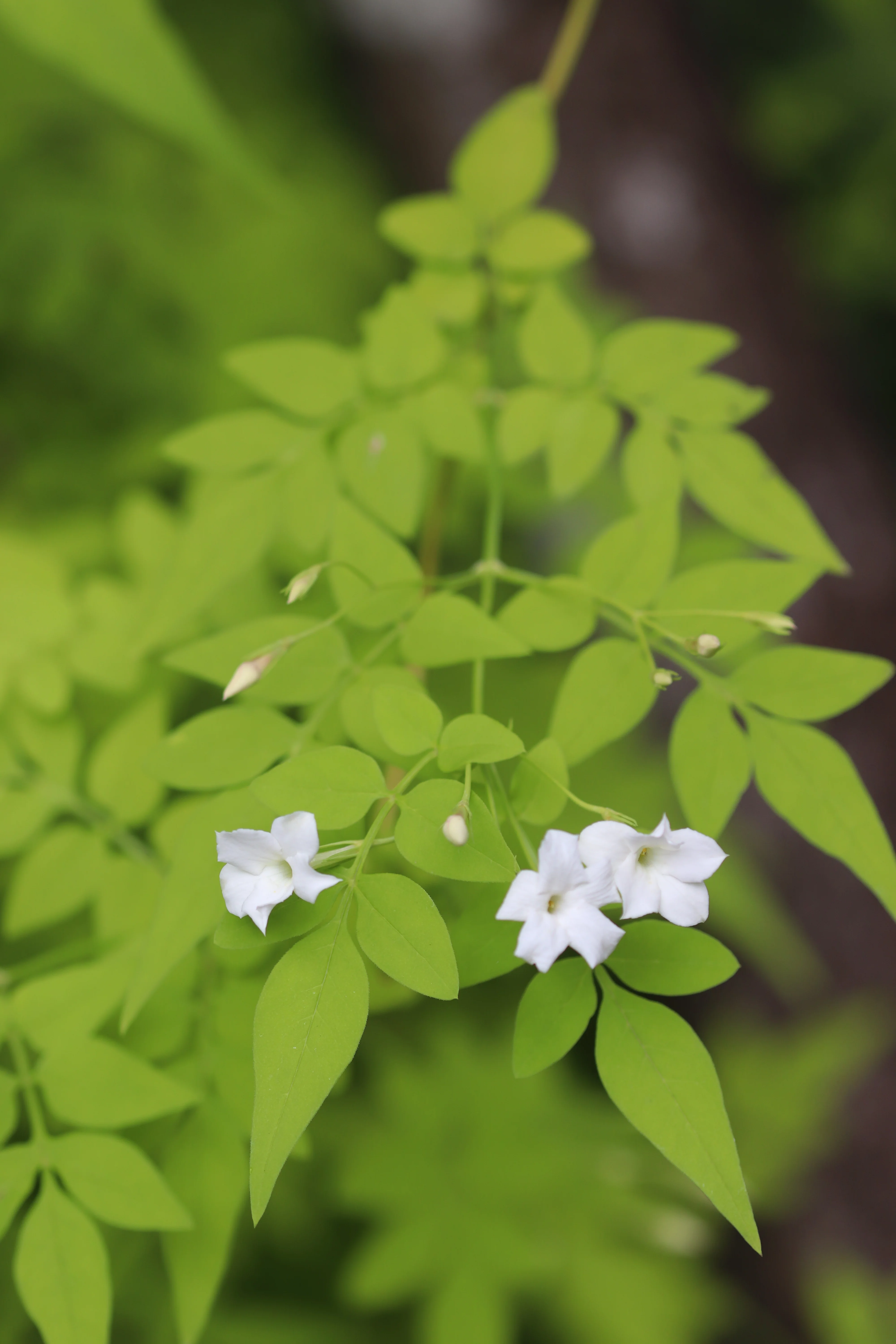 *RETAIL - Jasminum officinale 'Fiona Sunrise' - Image 2