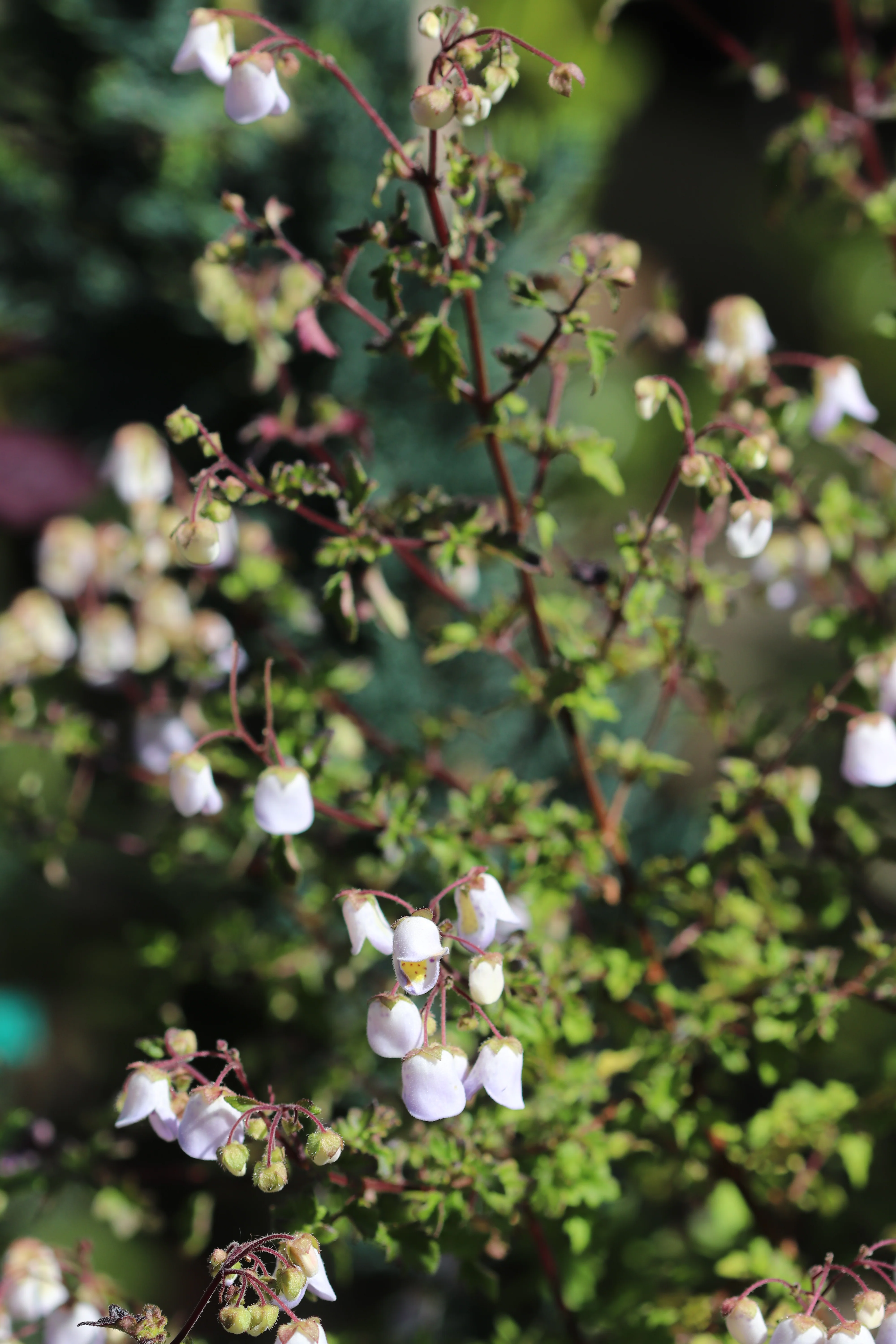 *RETAIL - Jovellana violacea - Image 2