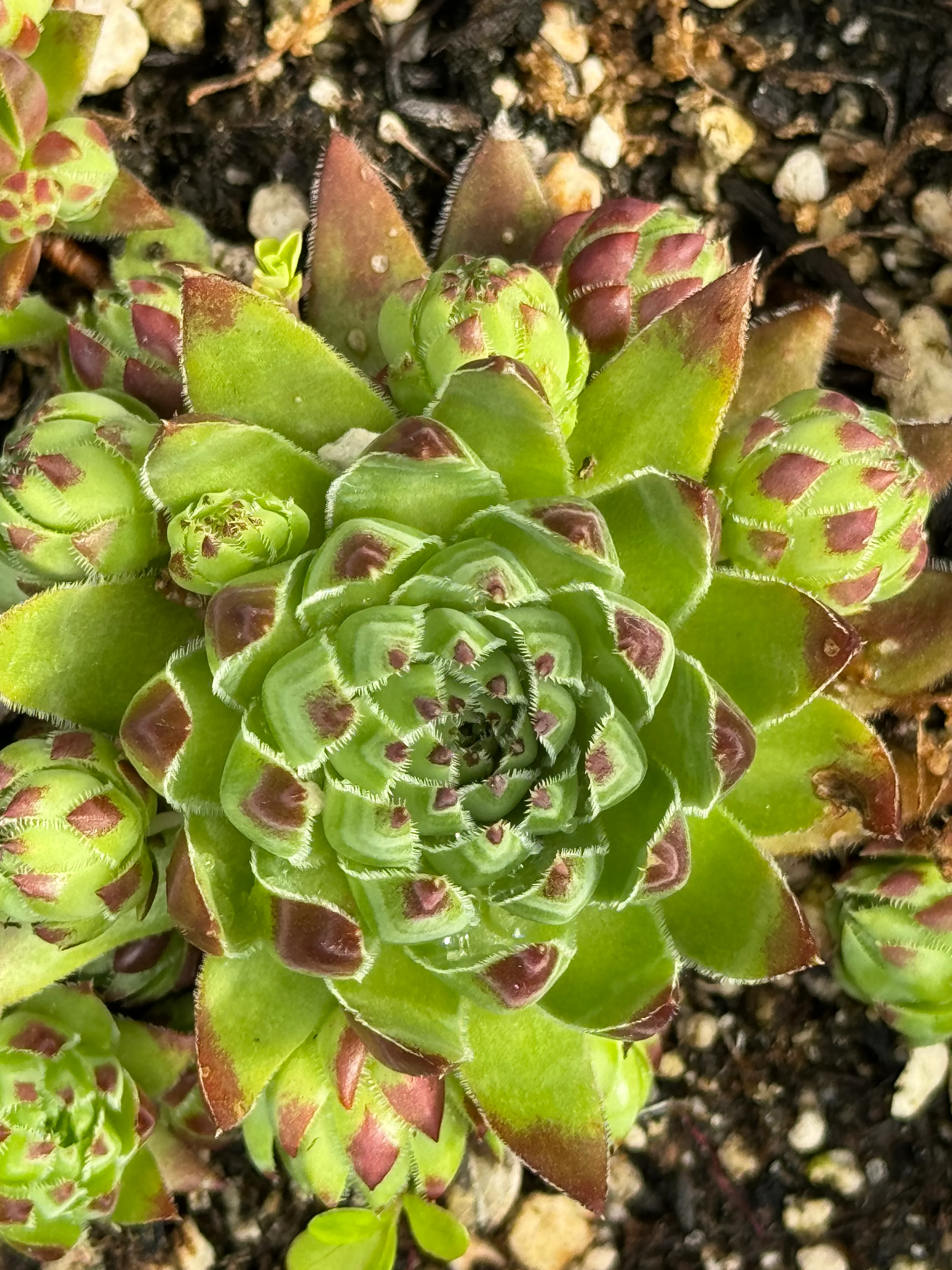 Jovibarba hirta sobolifera 'Bulgarian' - Image 2