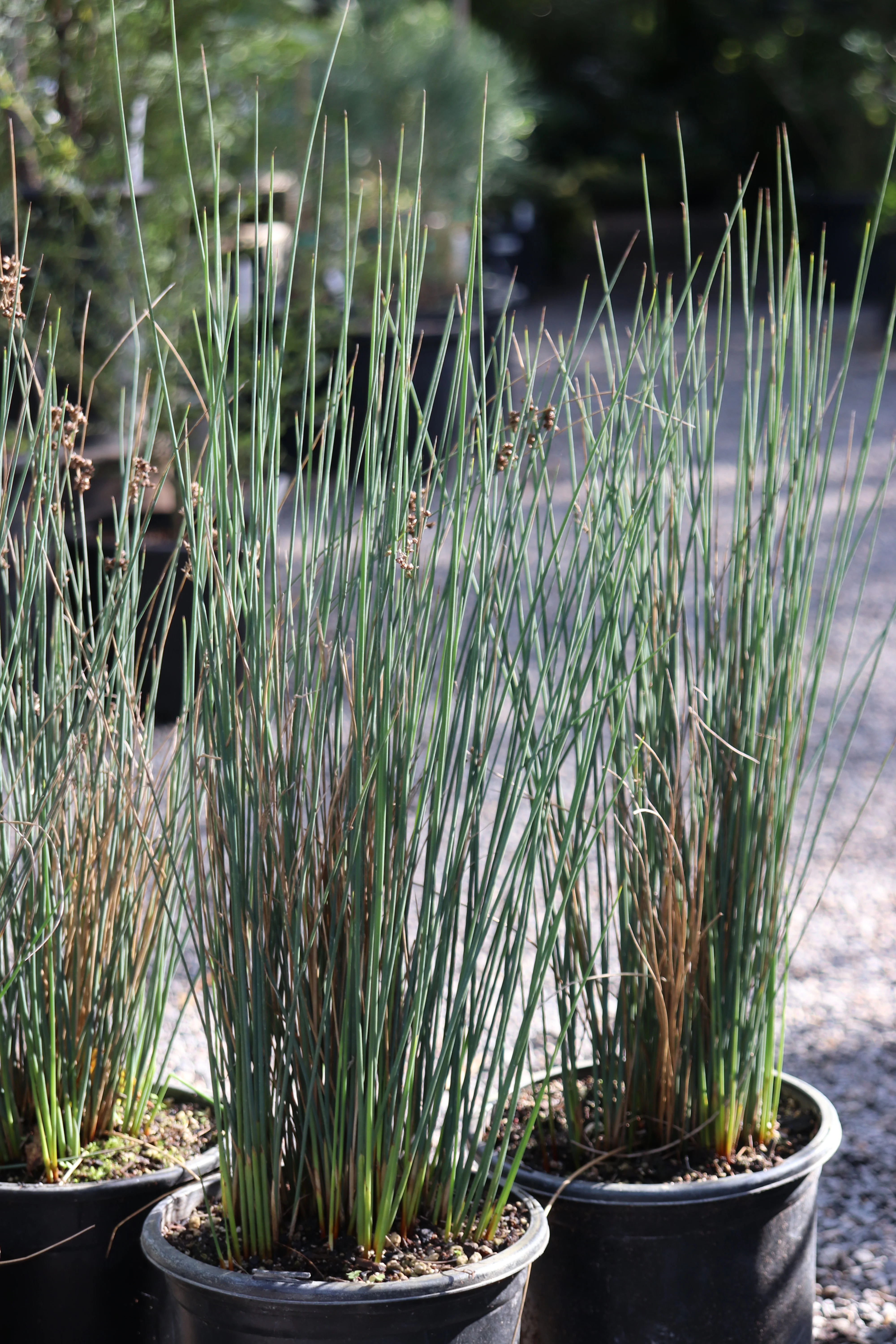 *RETAIL - Juncus patens - Image 2