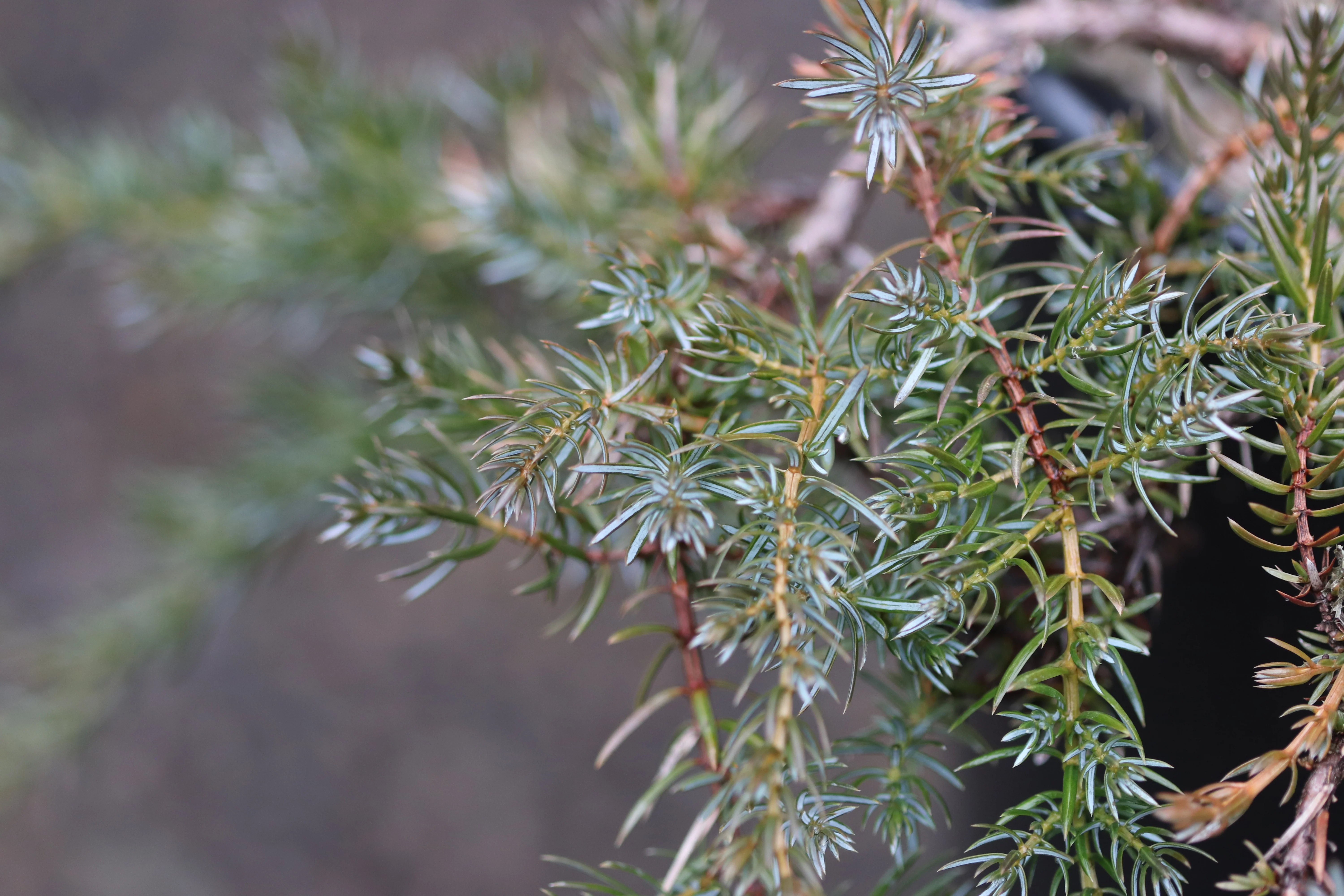 *RETAIL - Juniperus communis var. saxatilis SBH 13416 - Image 2