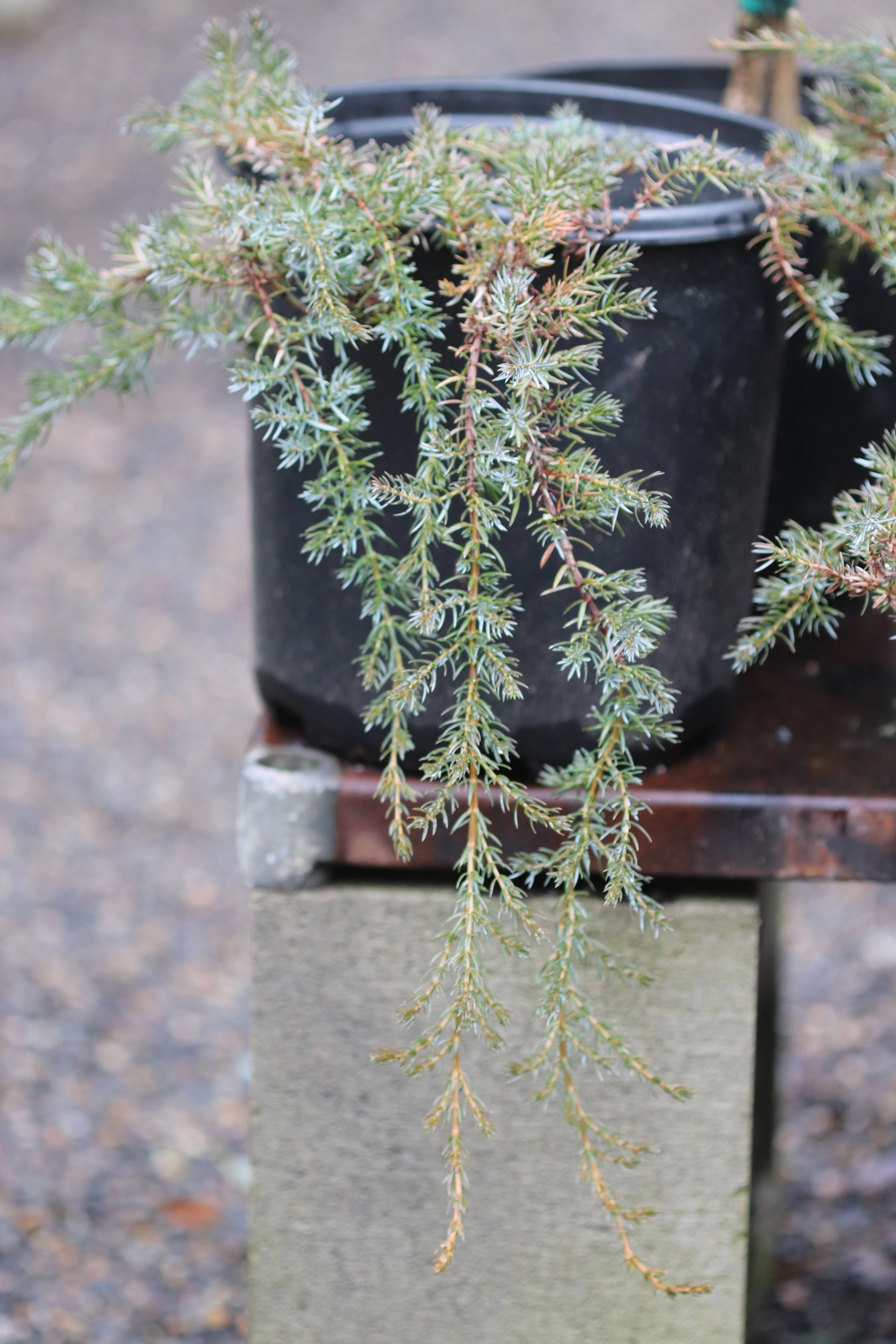 *RETAIL - Juniperus communis var. saxatilis SBH 13416 - Image 3