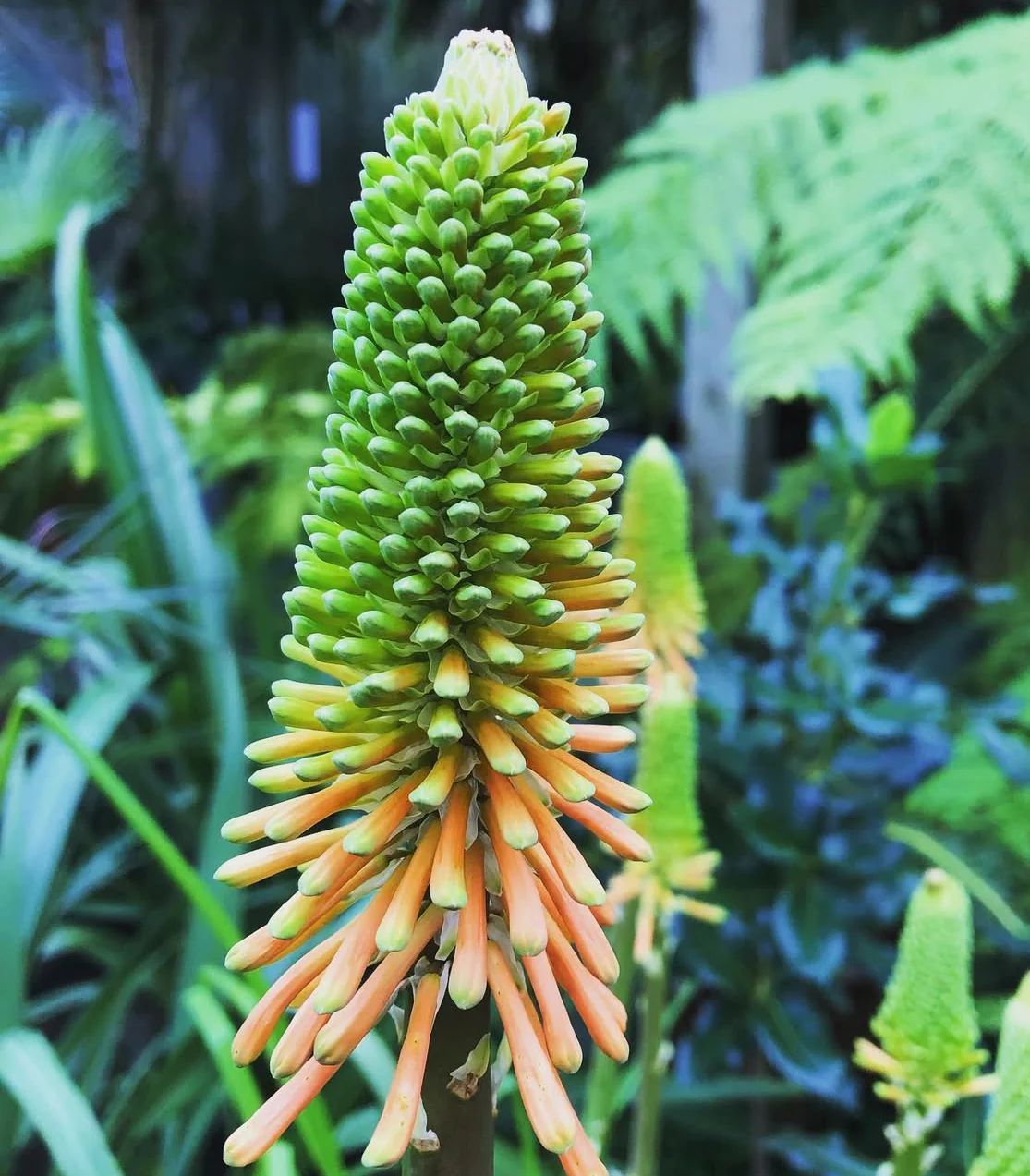 *RETAIL - Kniphofia 'Christmas Cheer' - Image 2