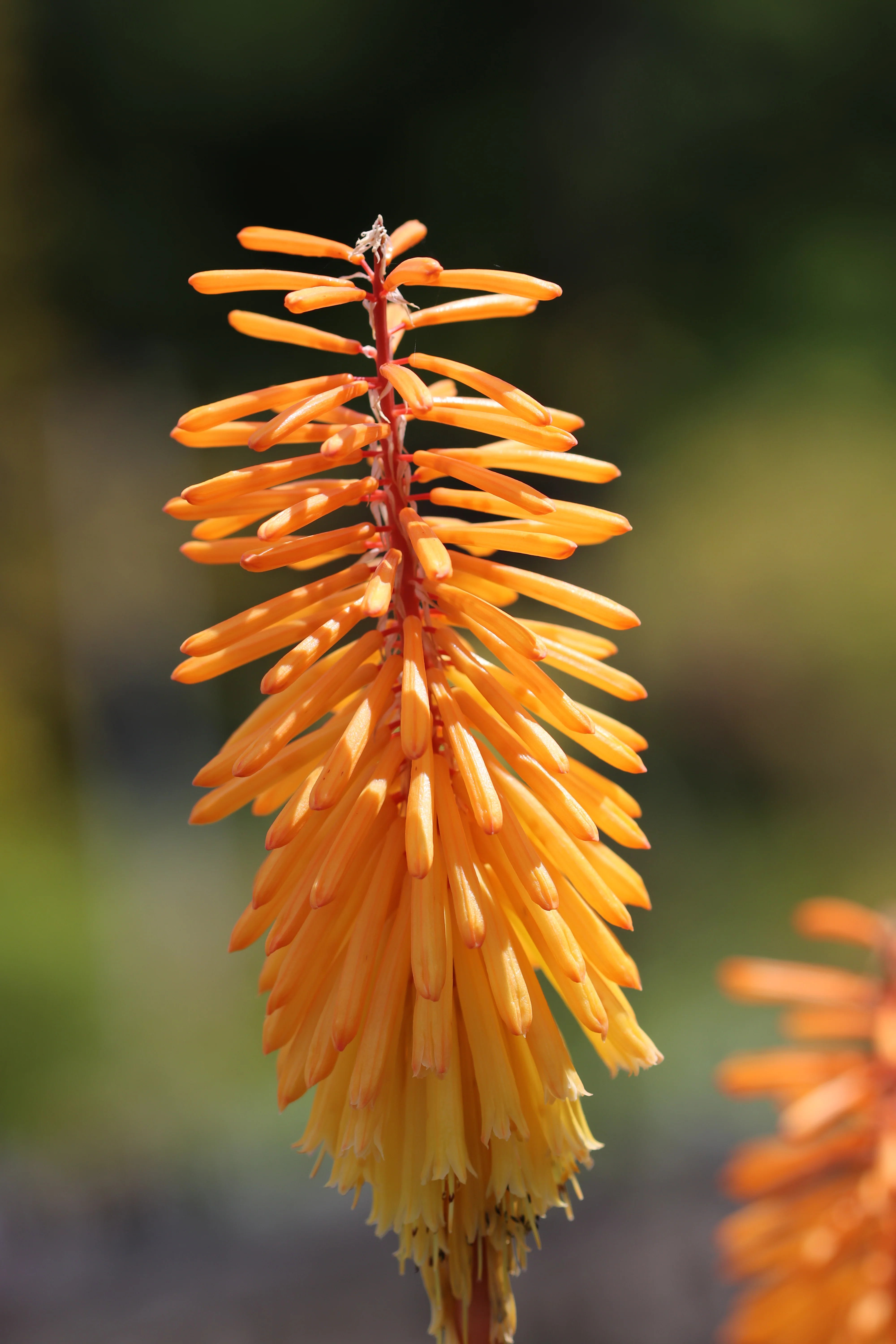 *RETAIL - Kniphofia 'Shining Sceptre' - Image 2