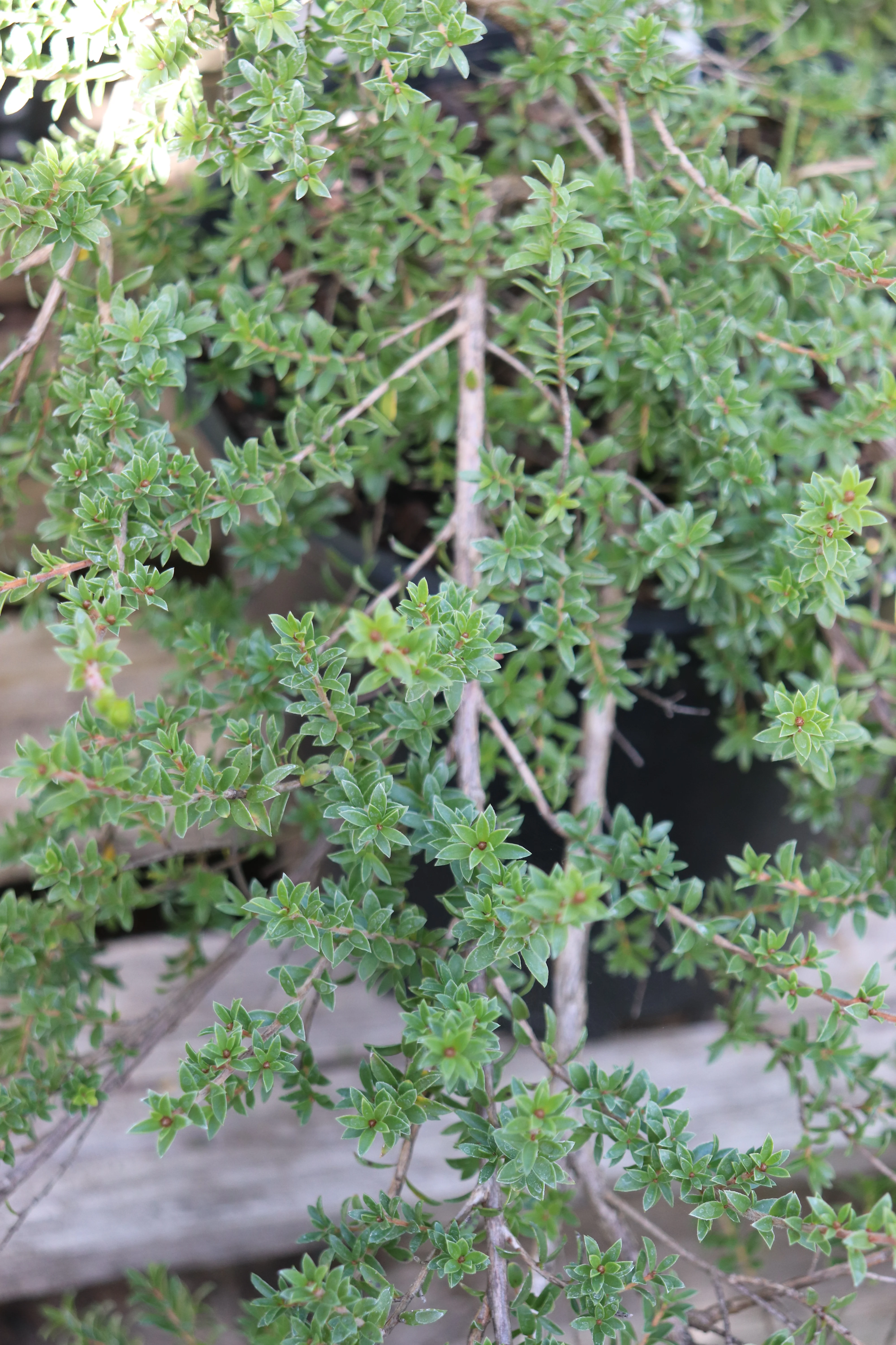 *RETAIL - Kunzea muelleri - Image 2