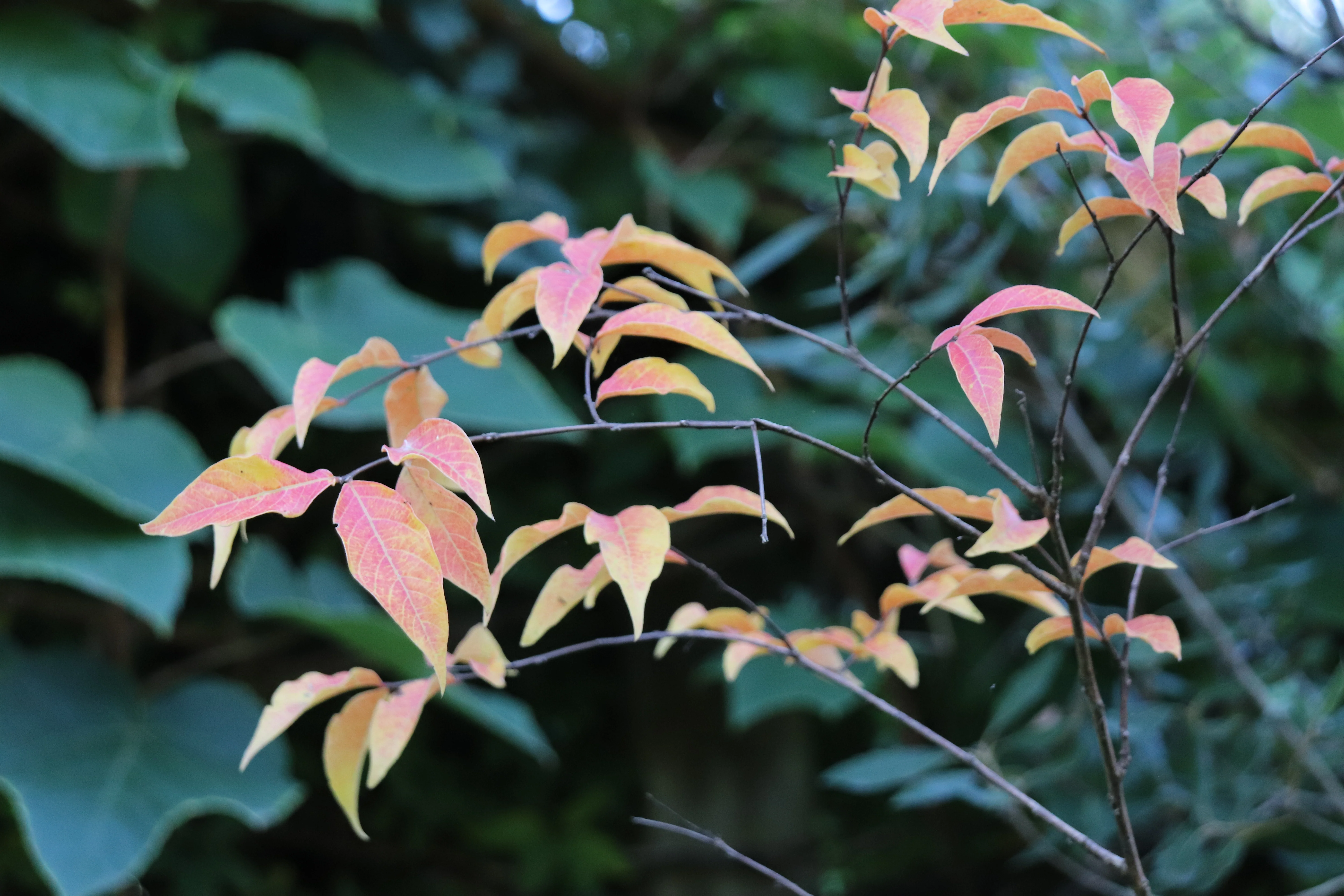 *RETAIL - Lagerstroemia chekiangensis - Image 2