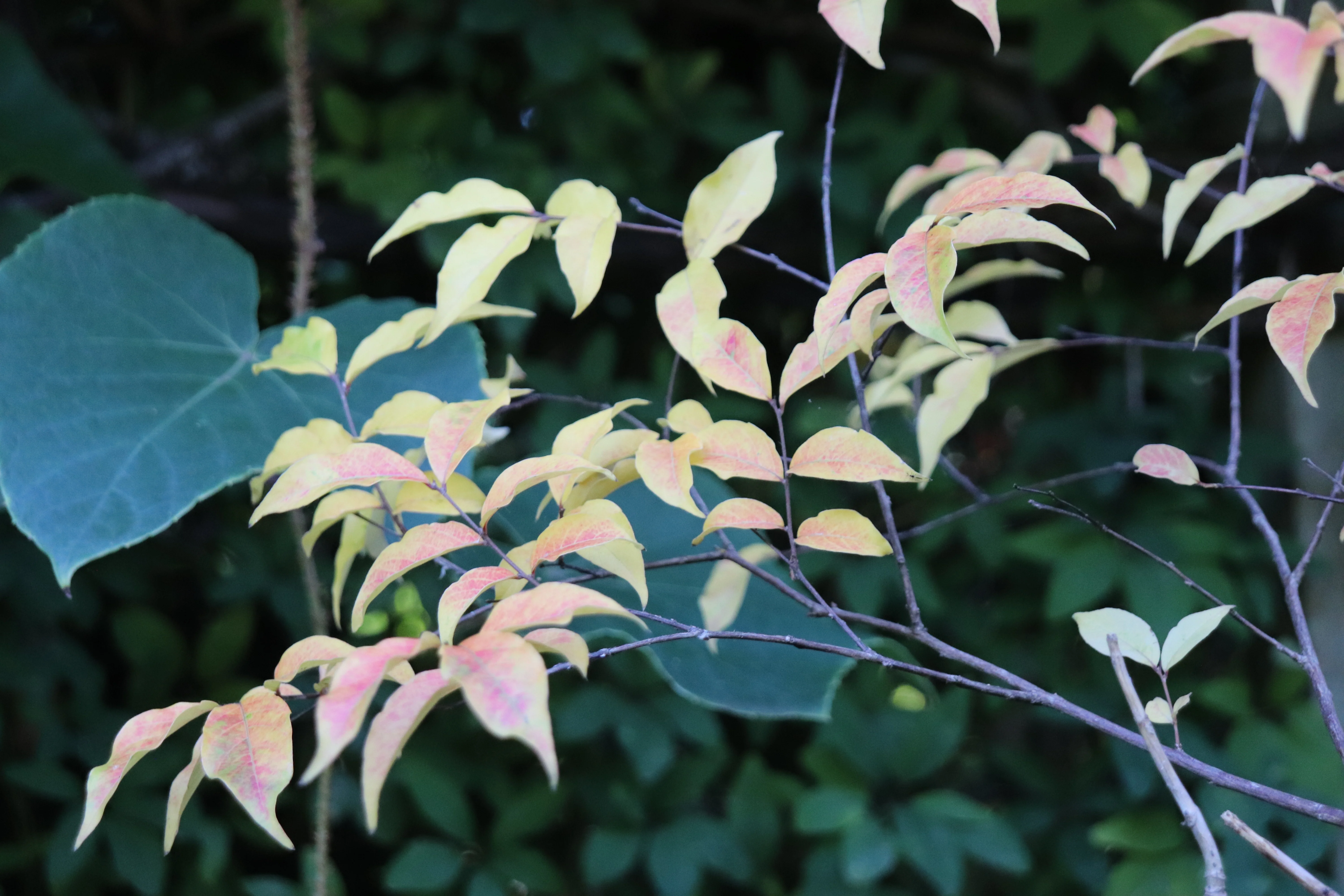 *RETAIL - Lagerstroemia chekiangensis - Image 3