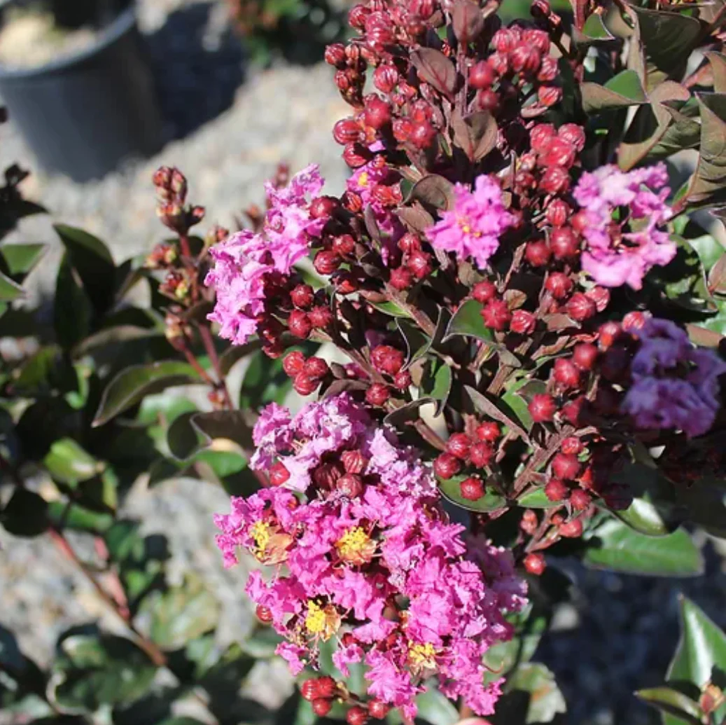 *RETAIL - Lagerstroemia Enduring Summer™ Lavender - Image 2