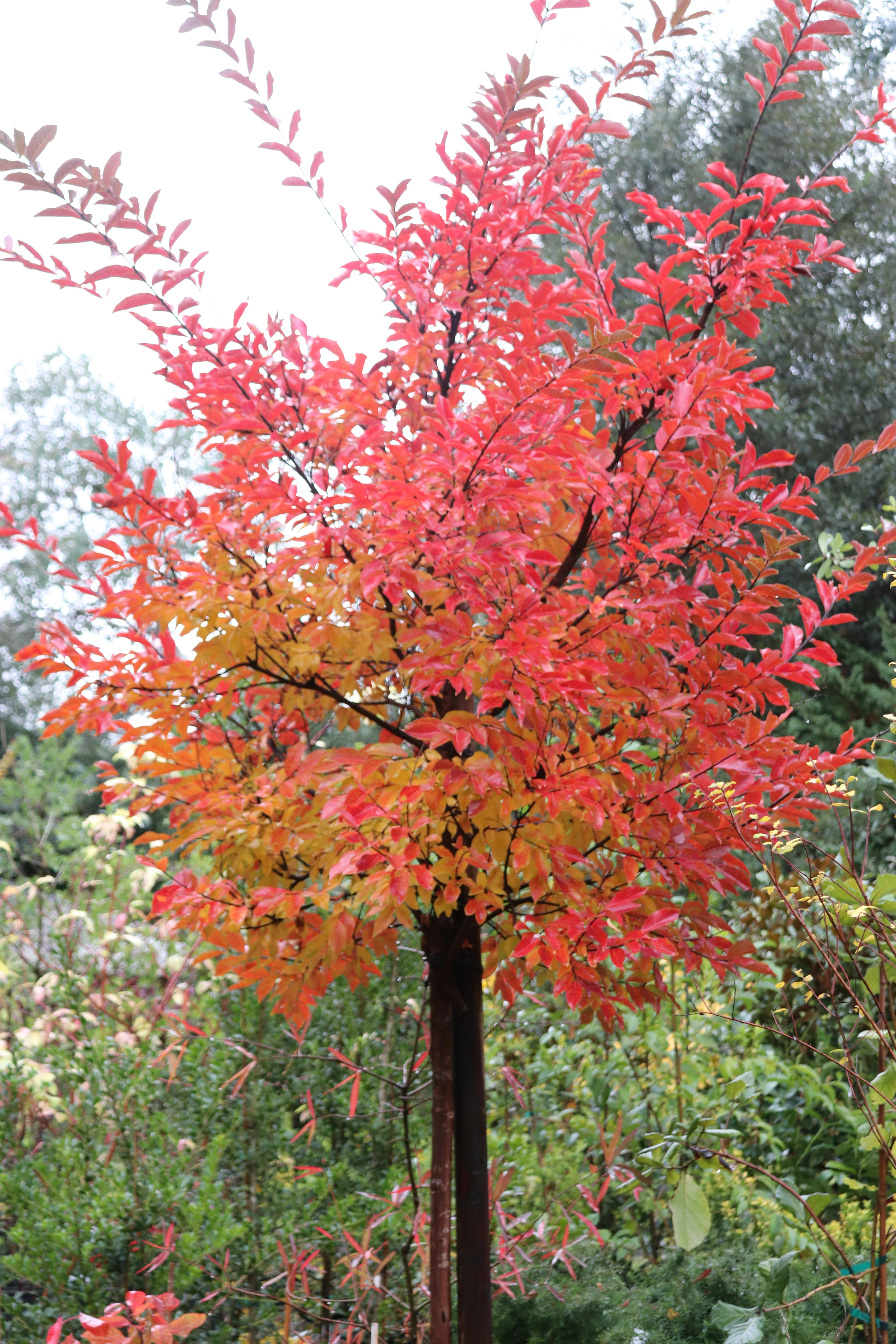 *RETAIL - Lagerstroemia 'Natchez' - standard - Image 2