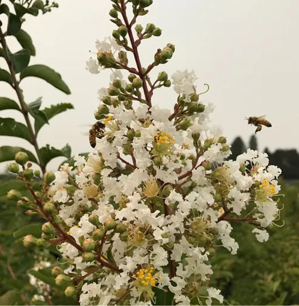 *RETAIL - Lagerstroemia 'Natchez' - standard - Image 3