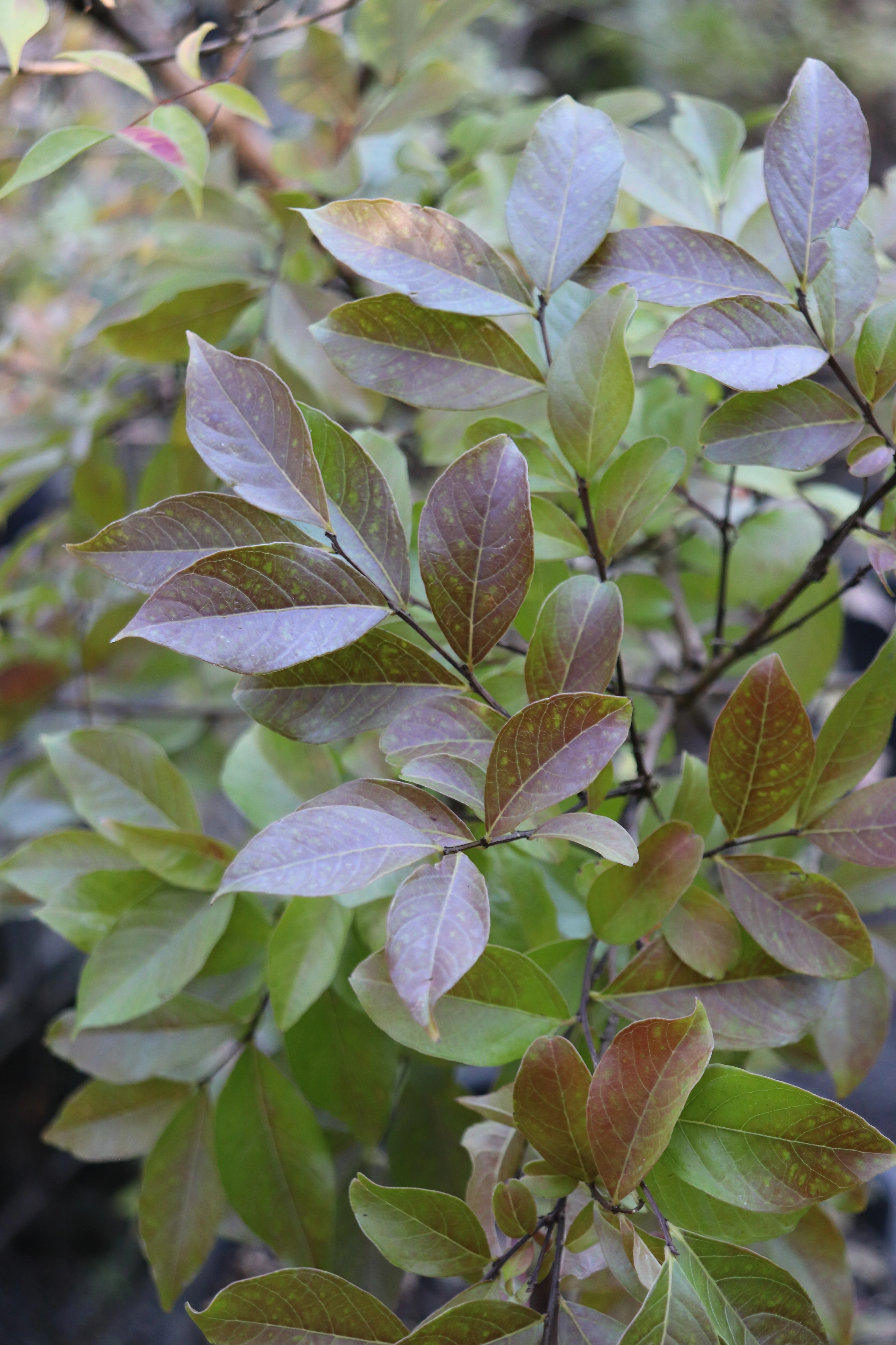 *RETAIL - Lagerstroemia 'Natchez' - multi-trunked - Image 2