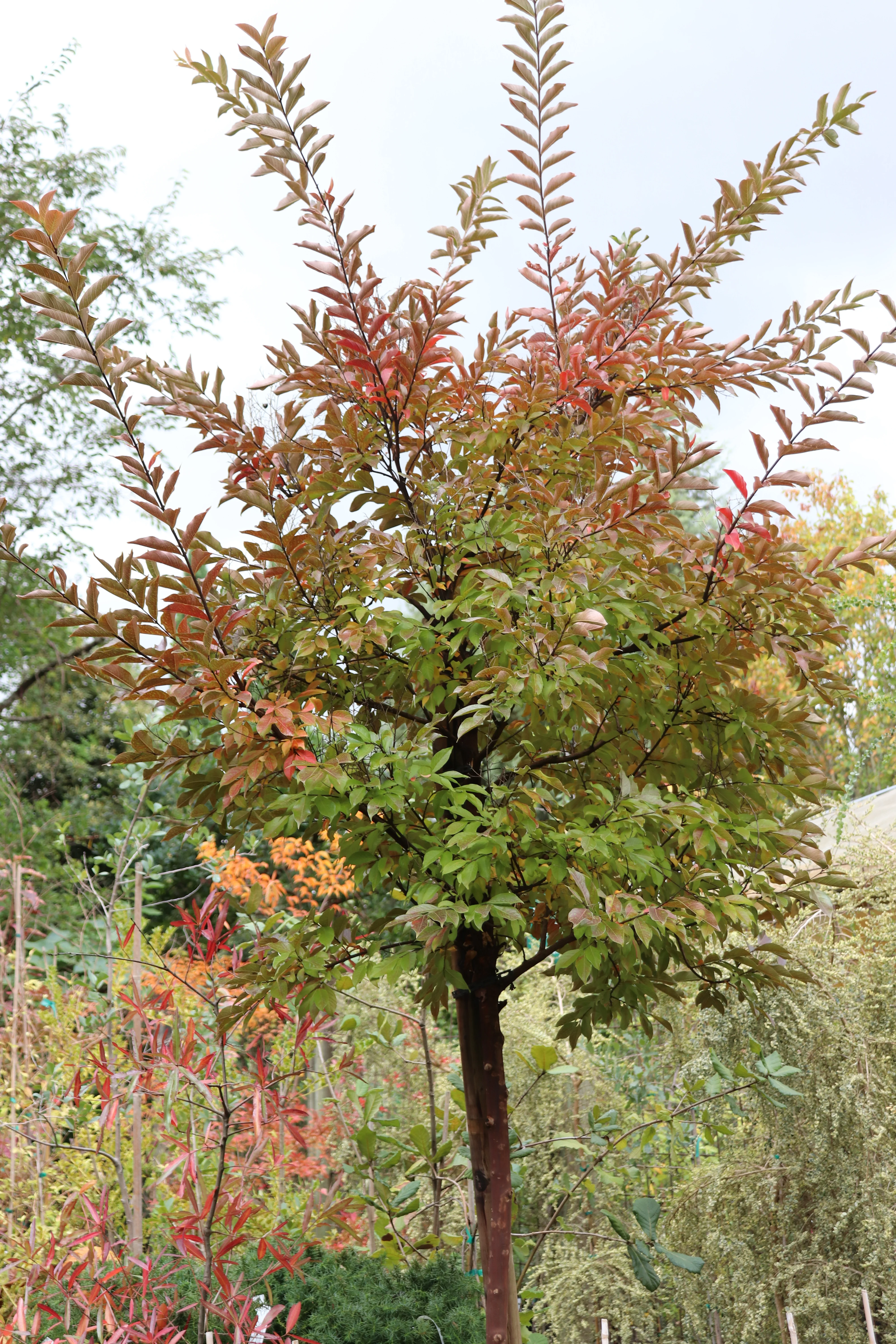 *RETAIL - Lagerstroemia 'Natchez' - standard - Image 5