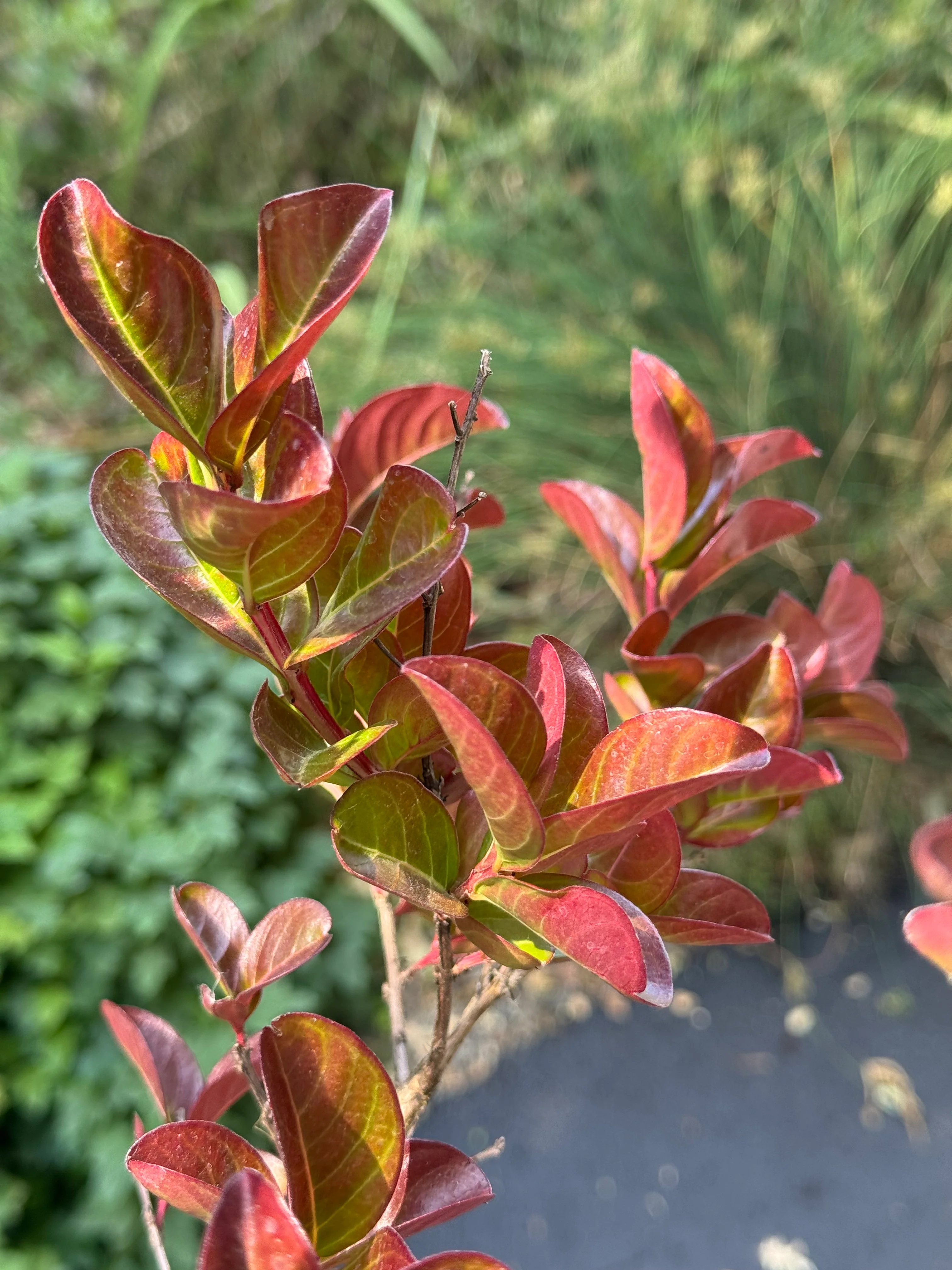 *RETAIL - Lagerstroemia 'Pink Velour' - standard - Image 2