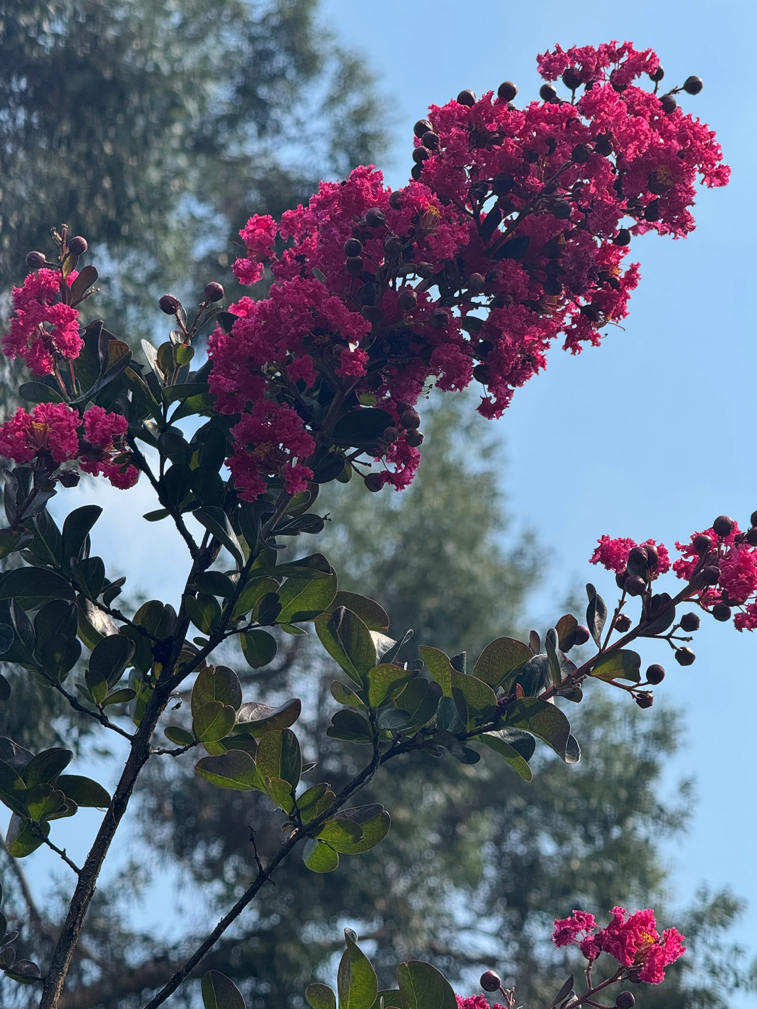 *RETAIL - Lagerstroemia 'Pink Velour' - standard - Image 3