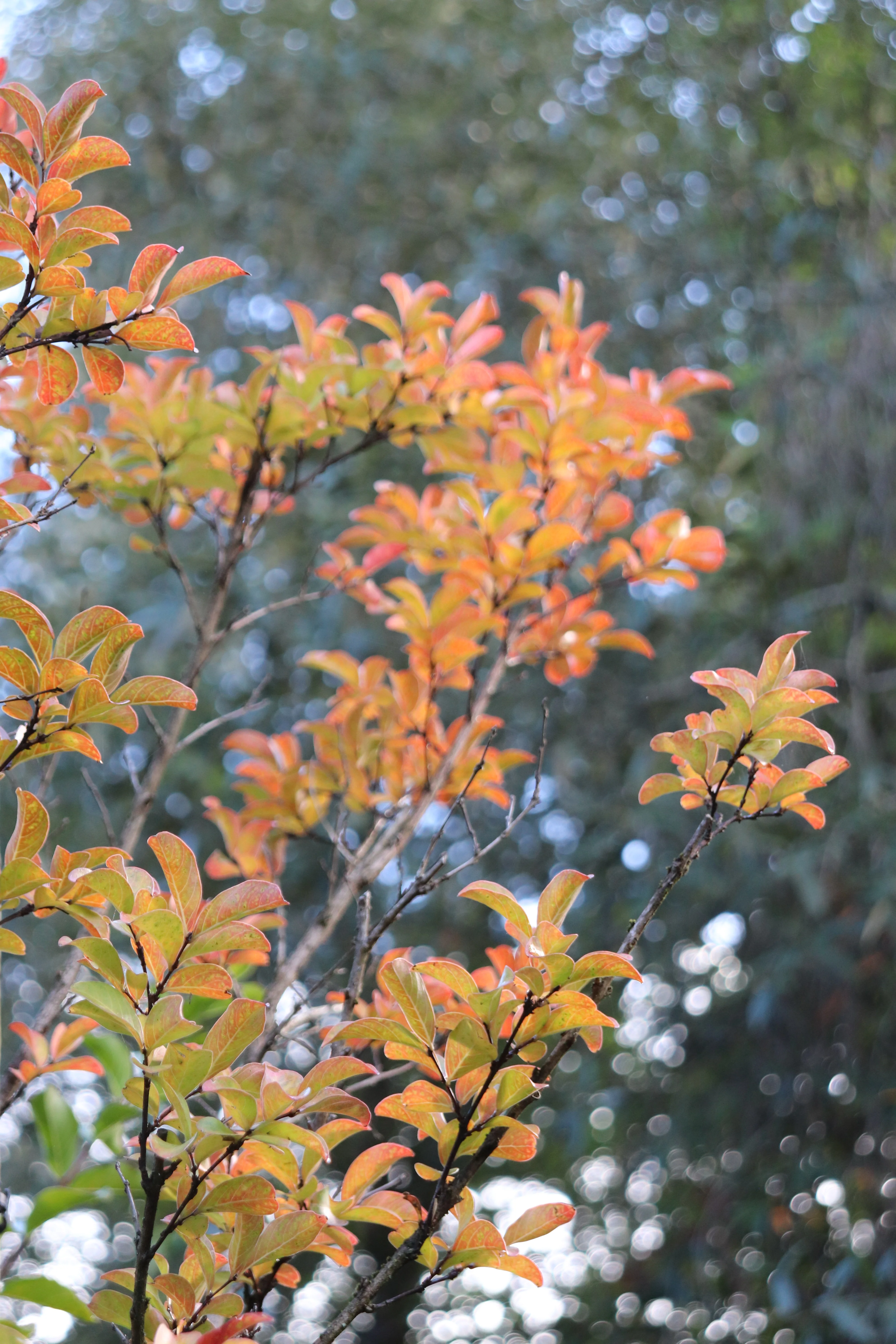 *RETAIL - Lagerstroemia 'Tuscarora' - standard - Image 2