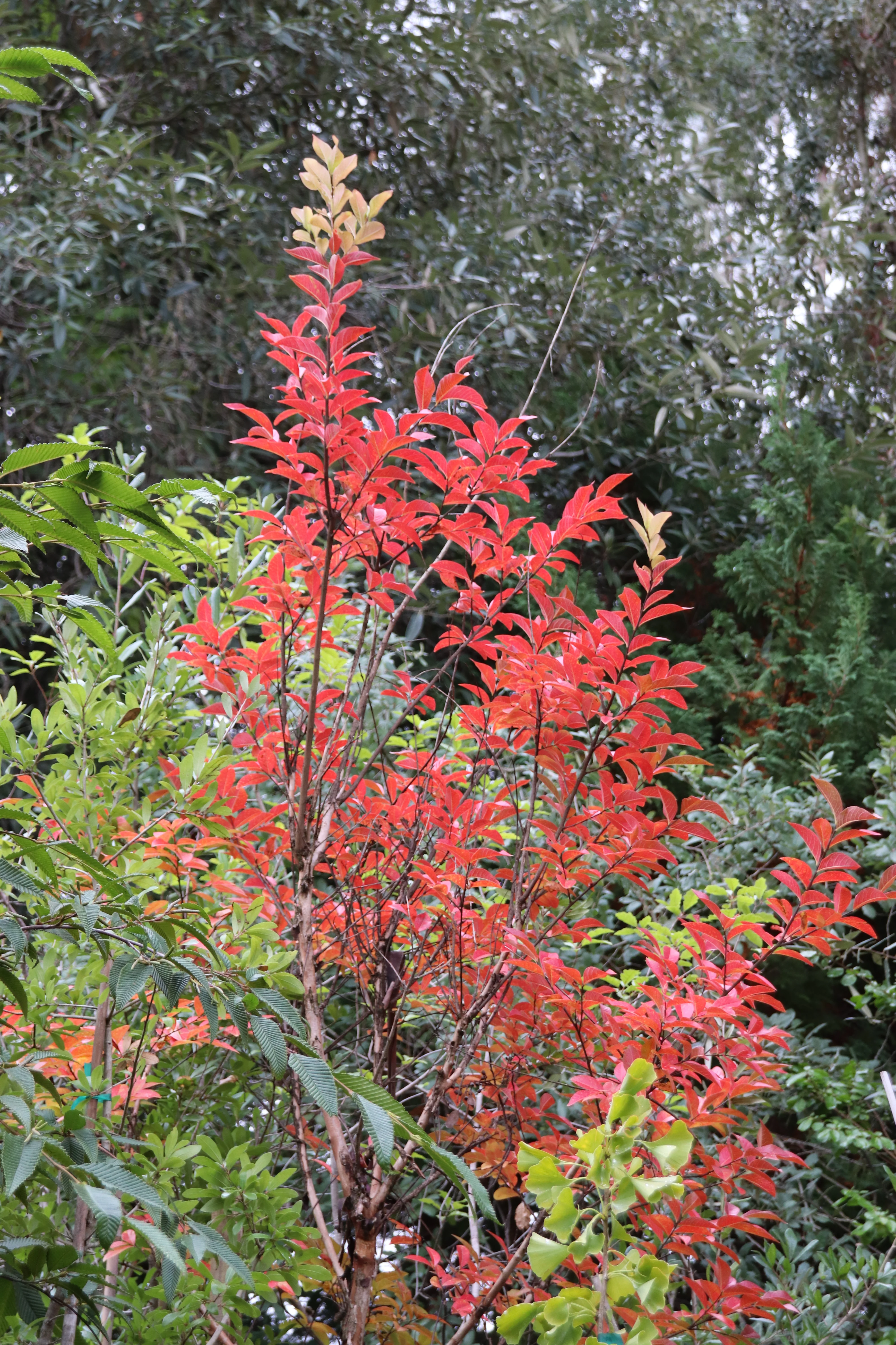 *RETAIL - Lagerstroemia x fauriei 'Muskogee' - standard - Image 2