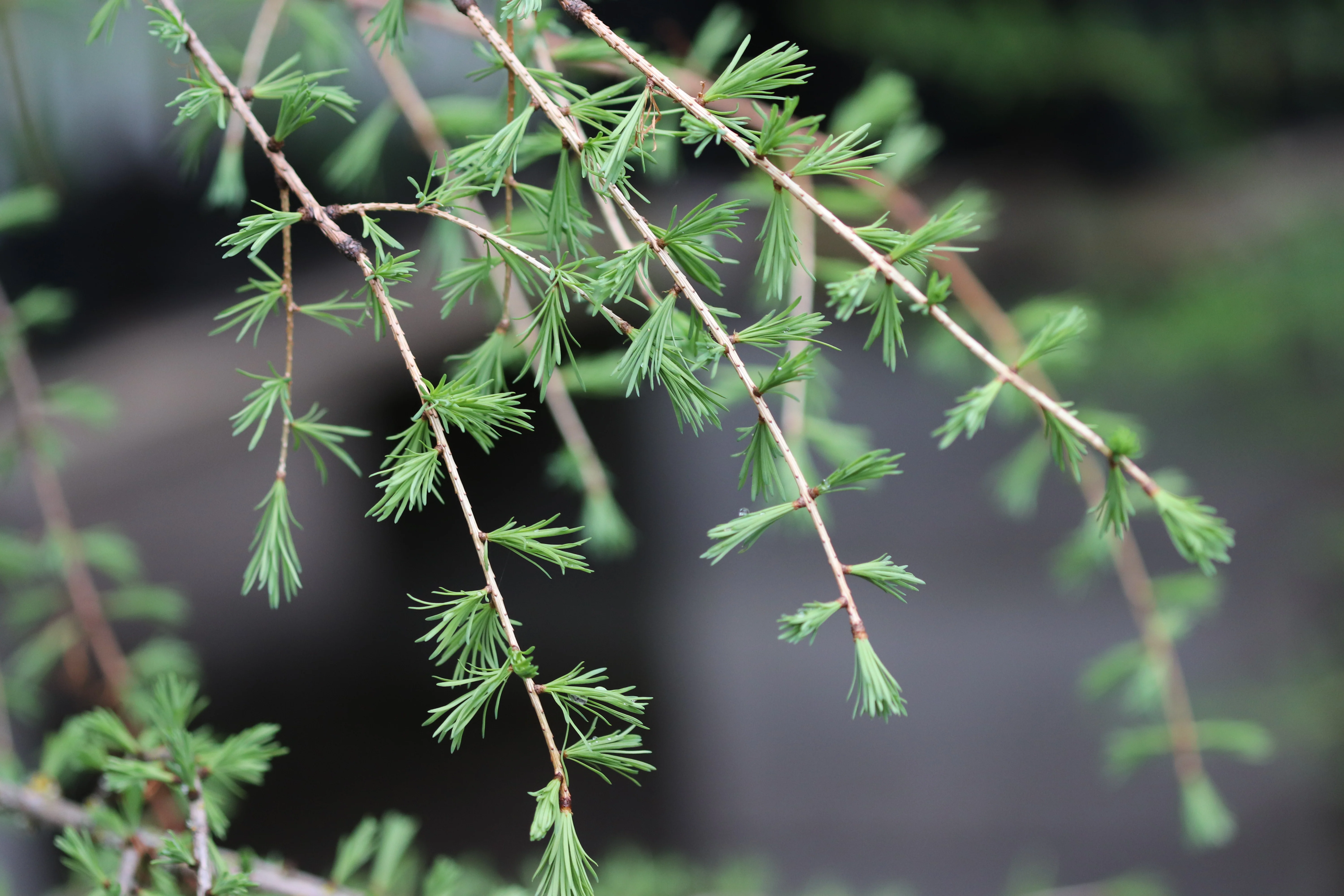 *RETAIL - Larix occidentalis - Image 2