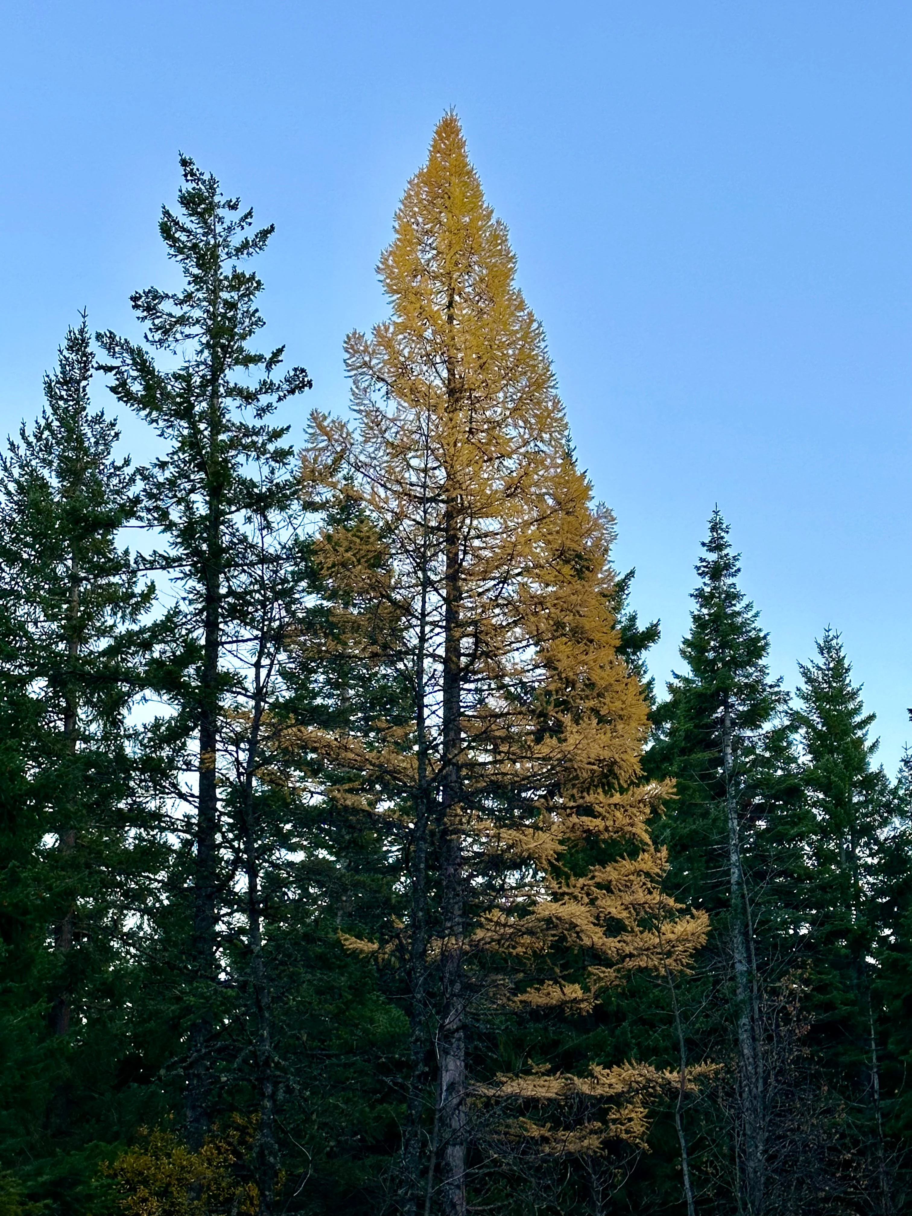 *RETAIL - Larix occidentalis - Image 3