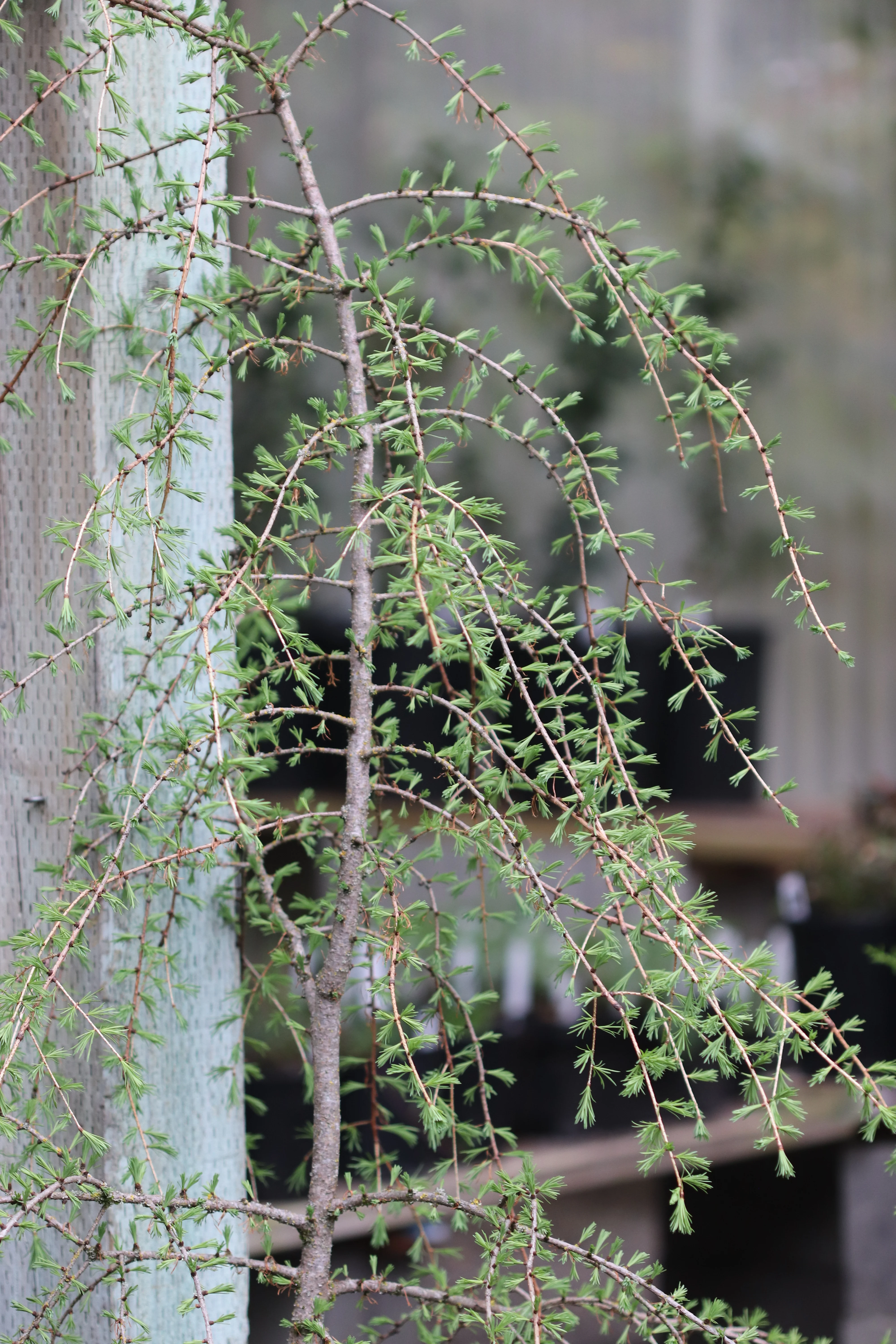 *RETAIL - Larix occidentalis - Image 4