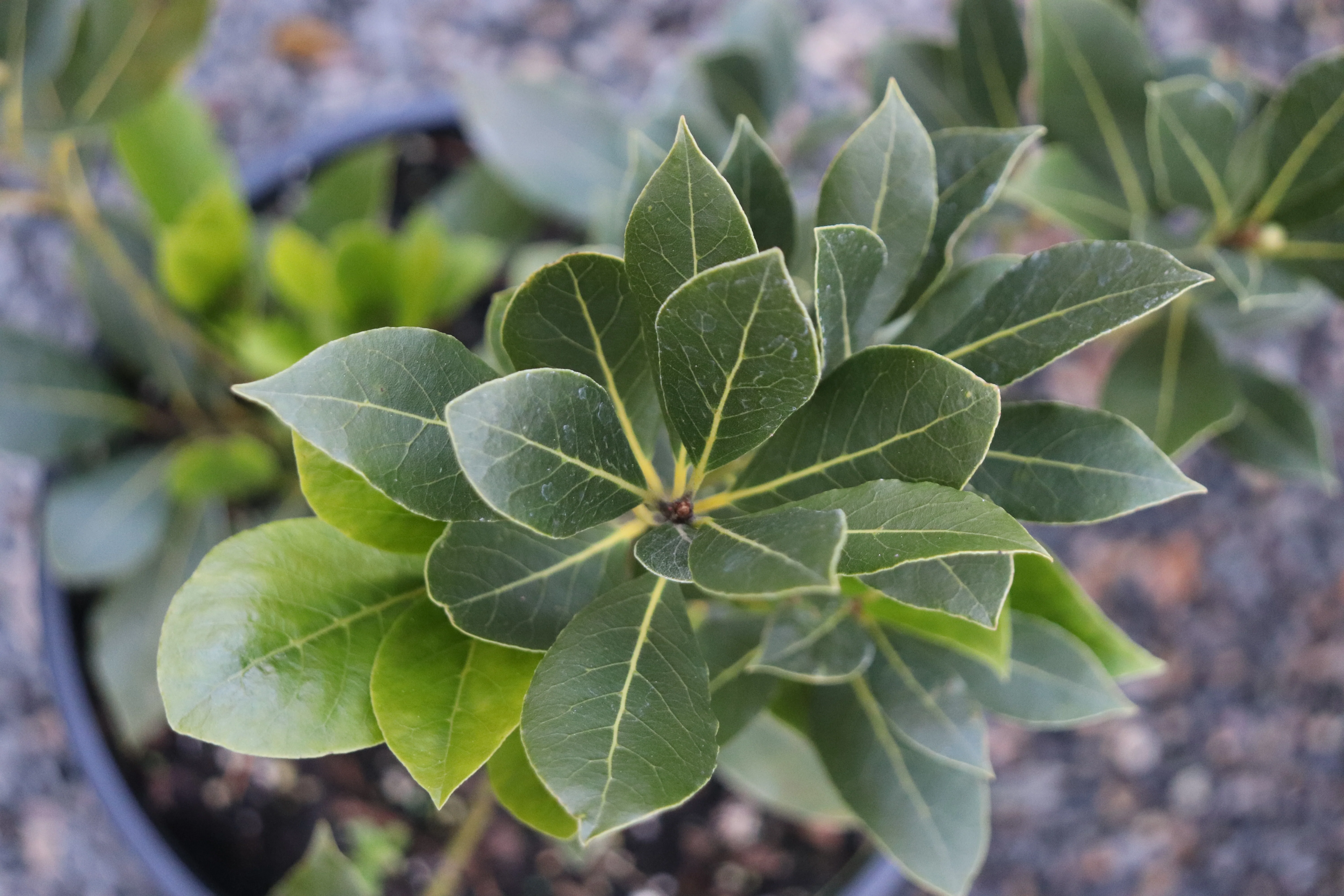 *RETAIL - Laurus nobilis - Image 2