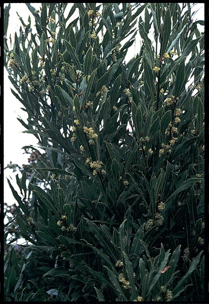*RETAIL - Laurus nobilis f. angustifolia - Image 2
