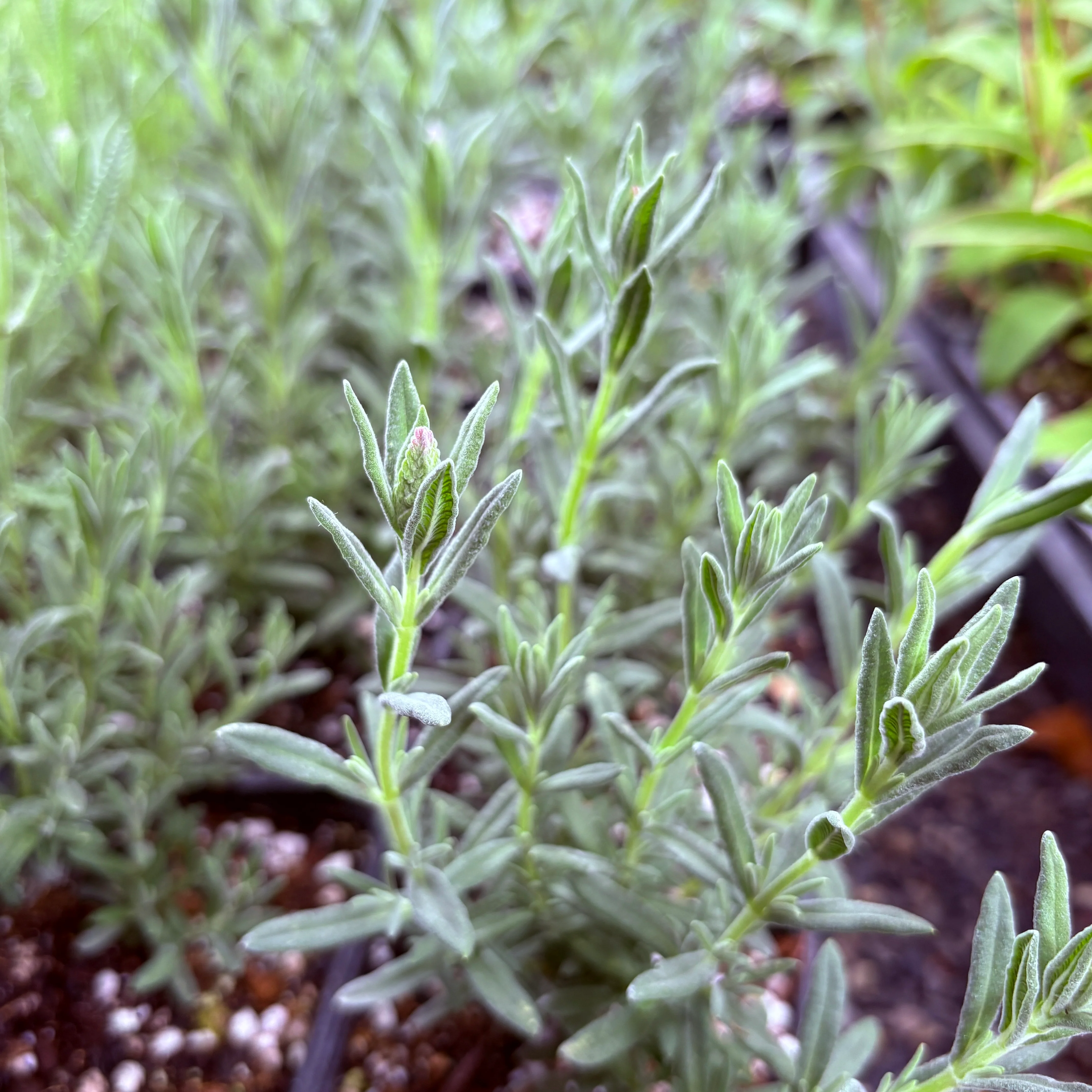 *RETAIL - Lavandula stoechas 'Tickled Pink'